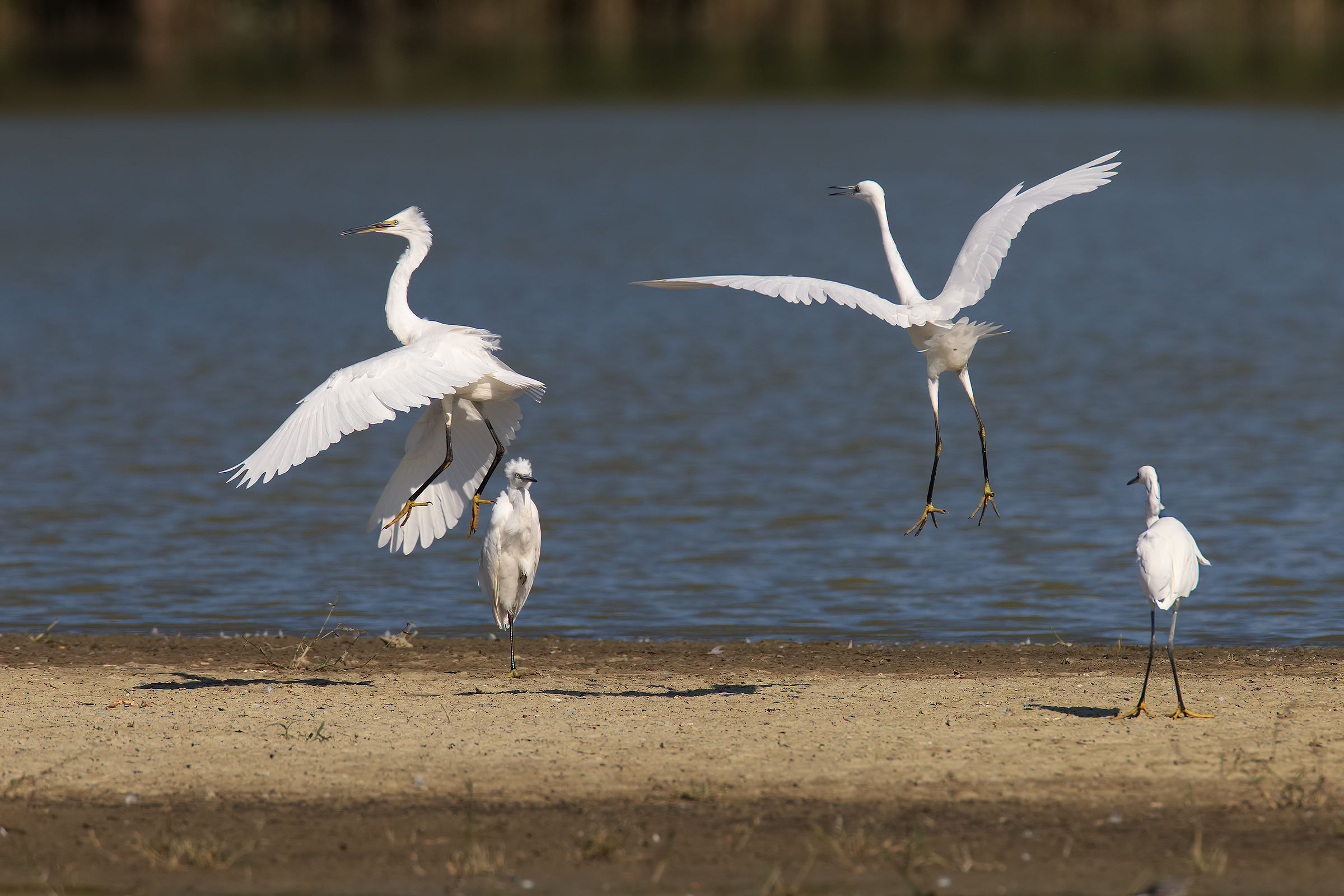 dispute with line judges