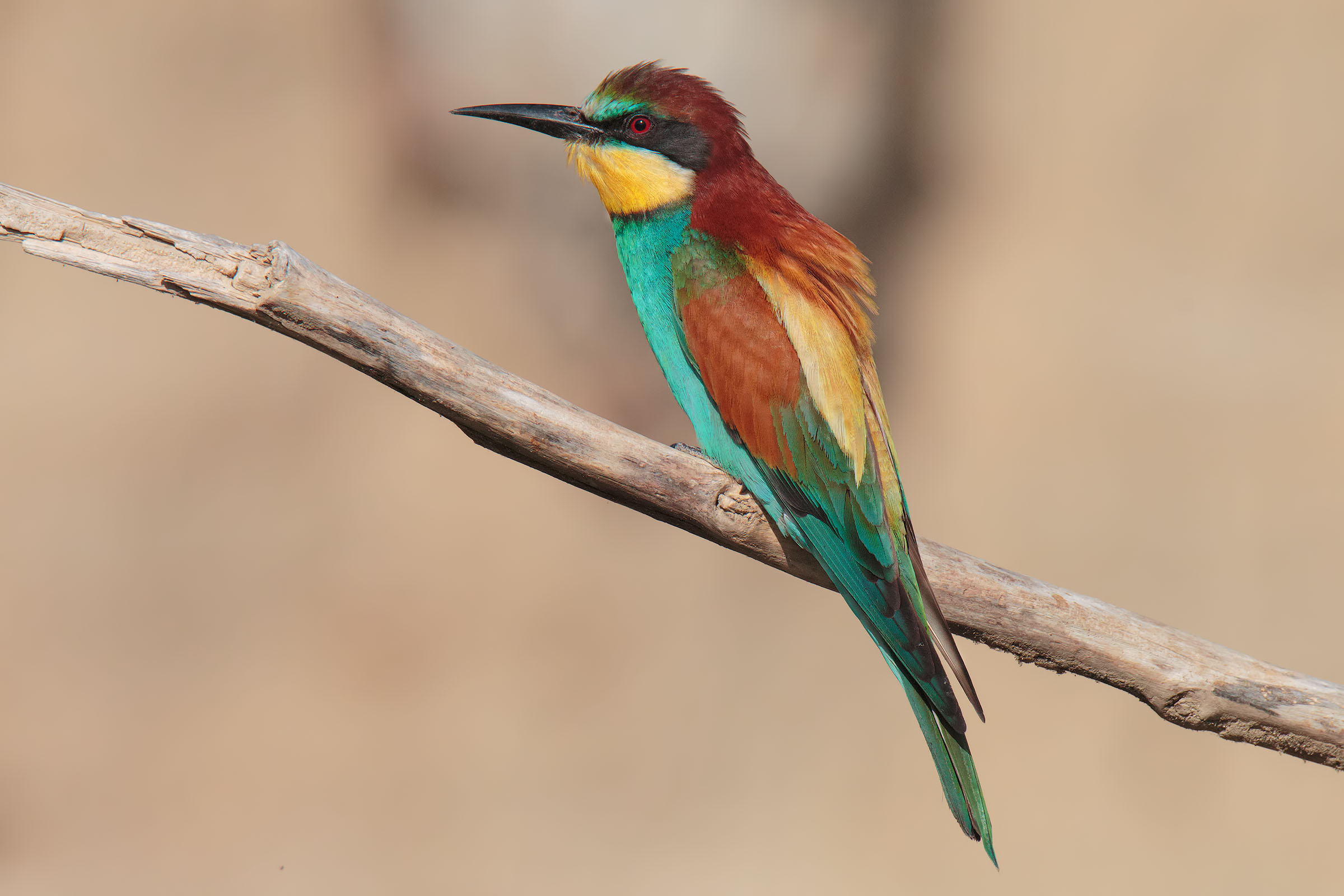 Bee eater