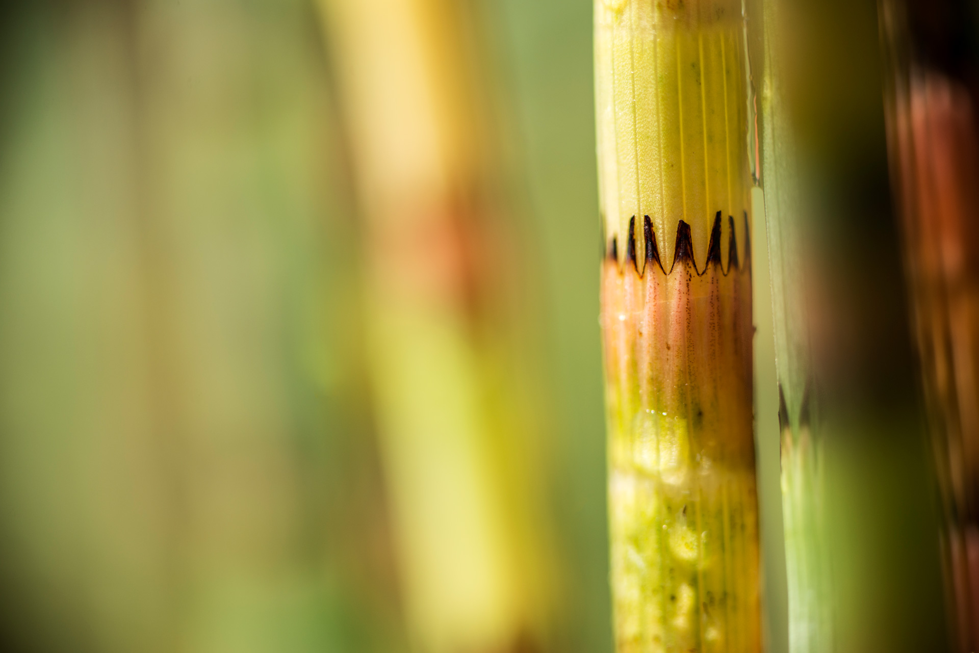 Equisetum (equine tail)