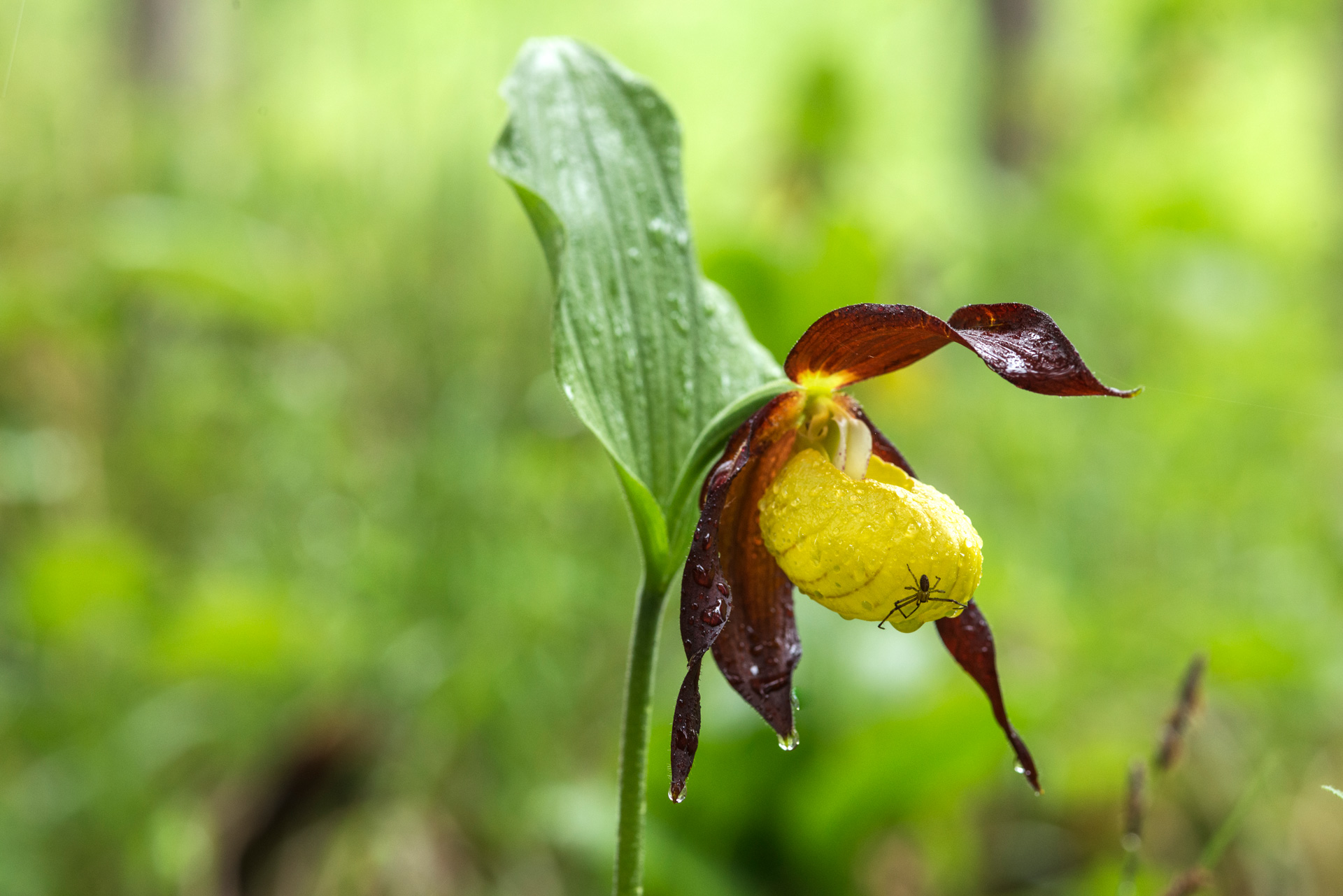 Orchid (Madonna's Shoe)