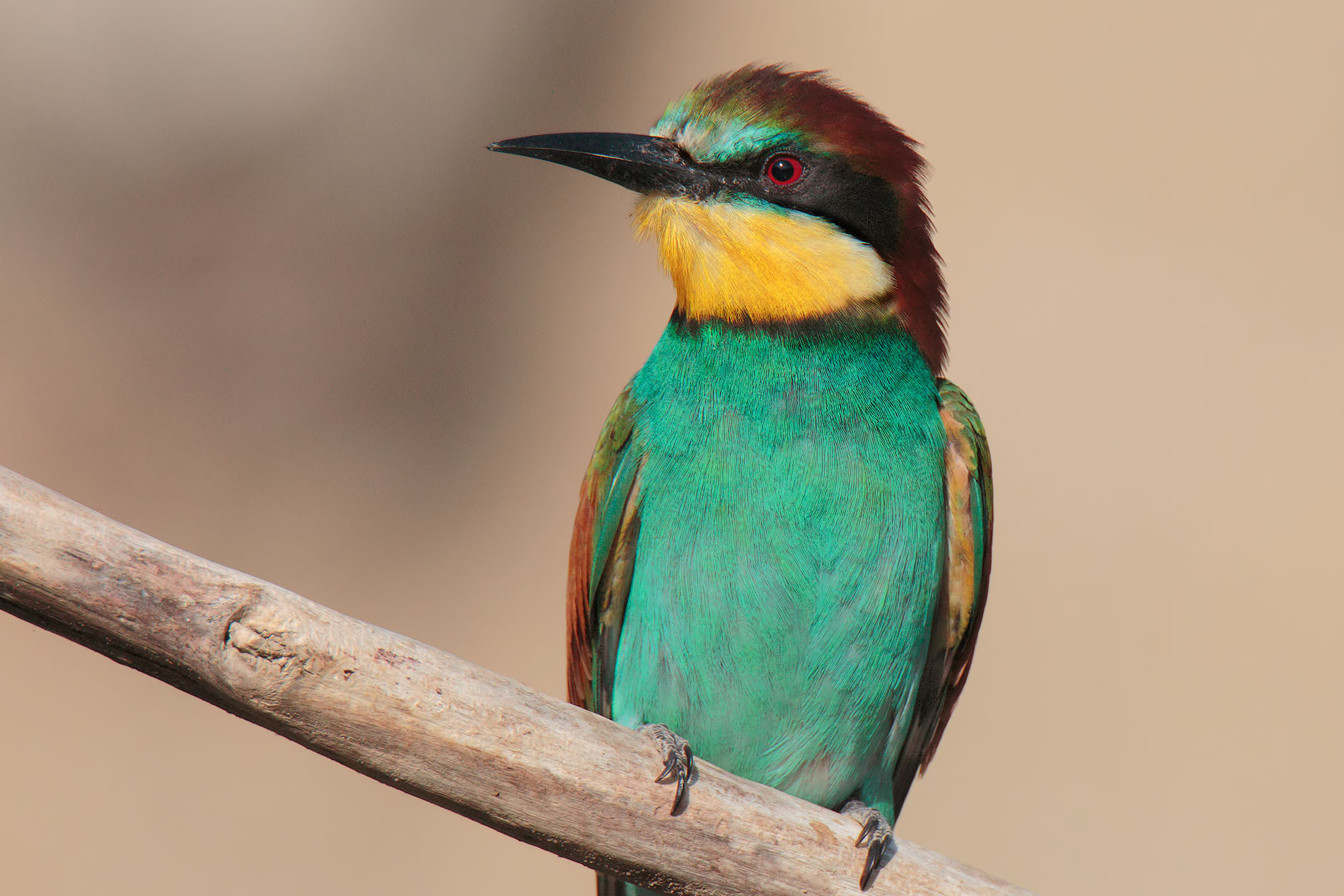 Bee eater