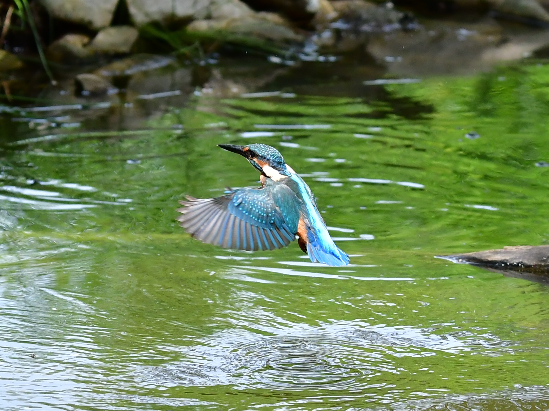 Kingfisher