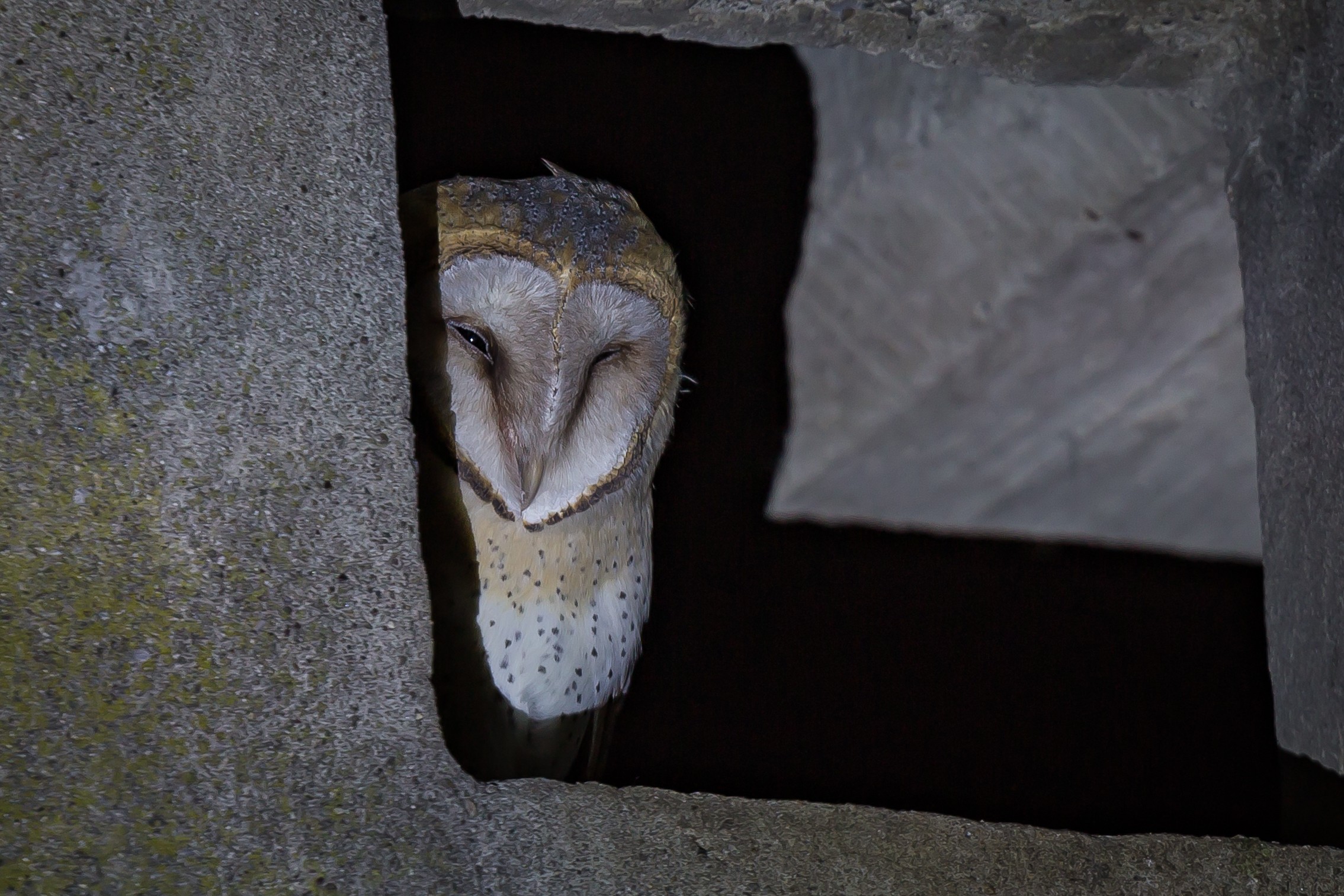 Barn Owl