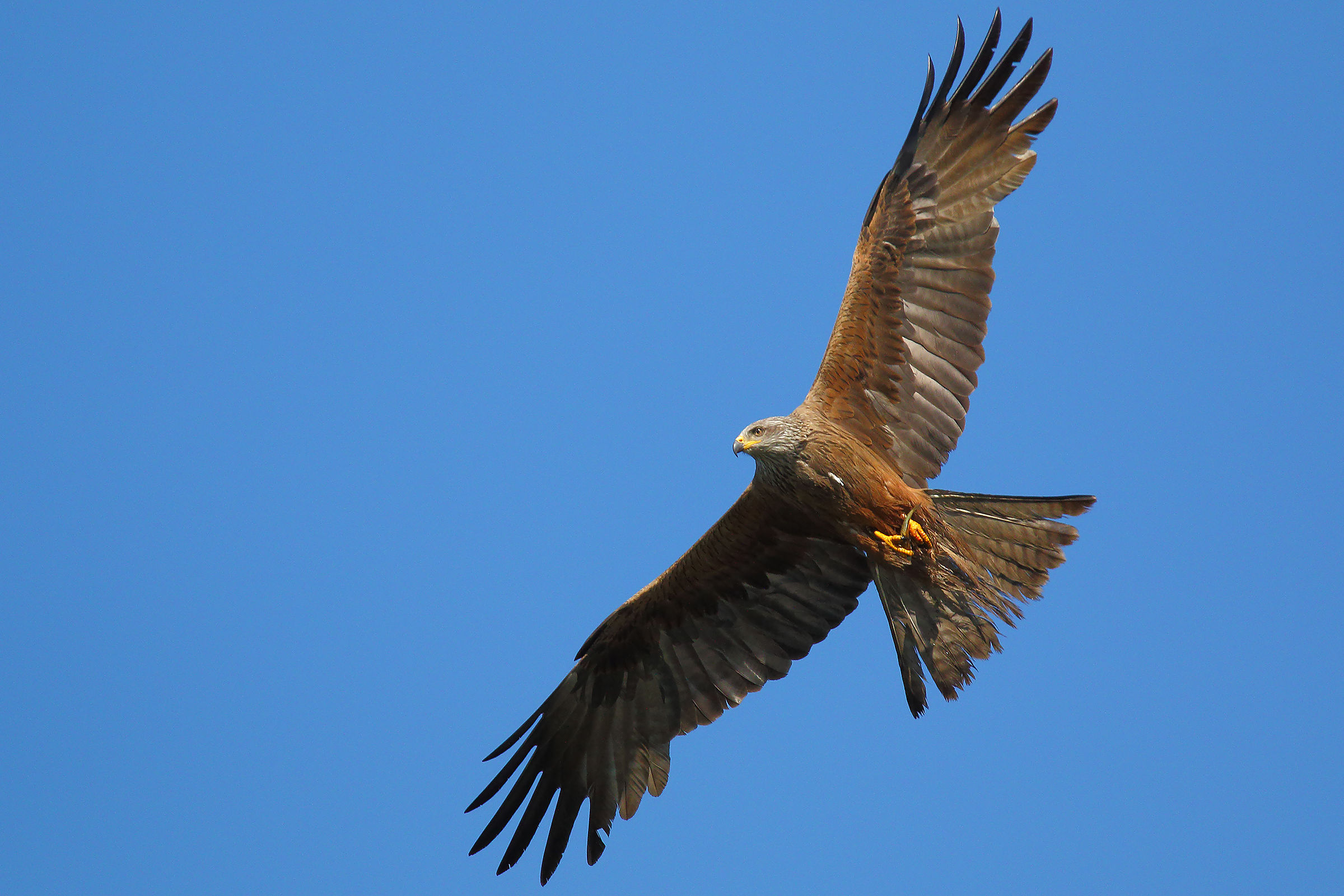 Kite with prey