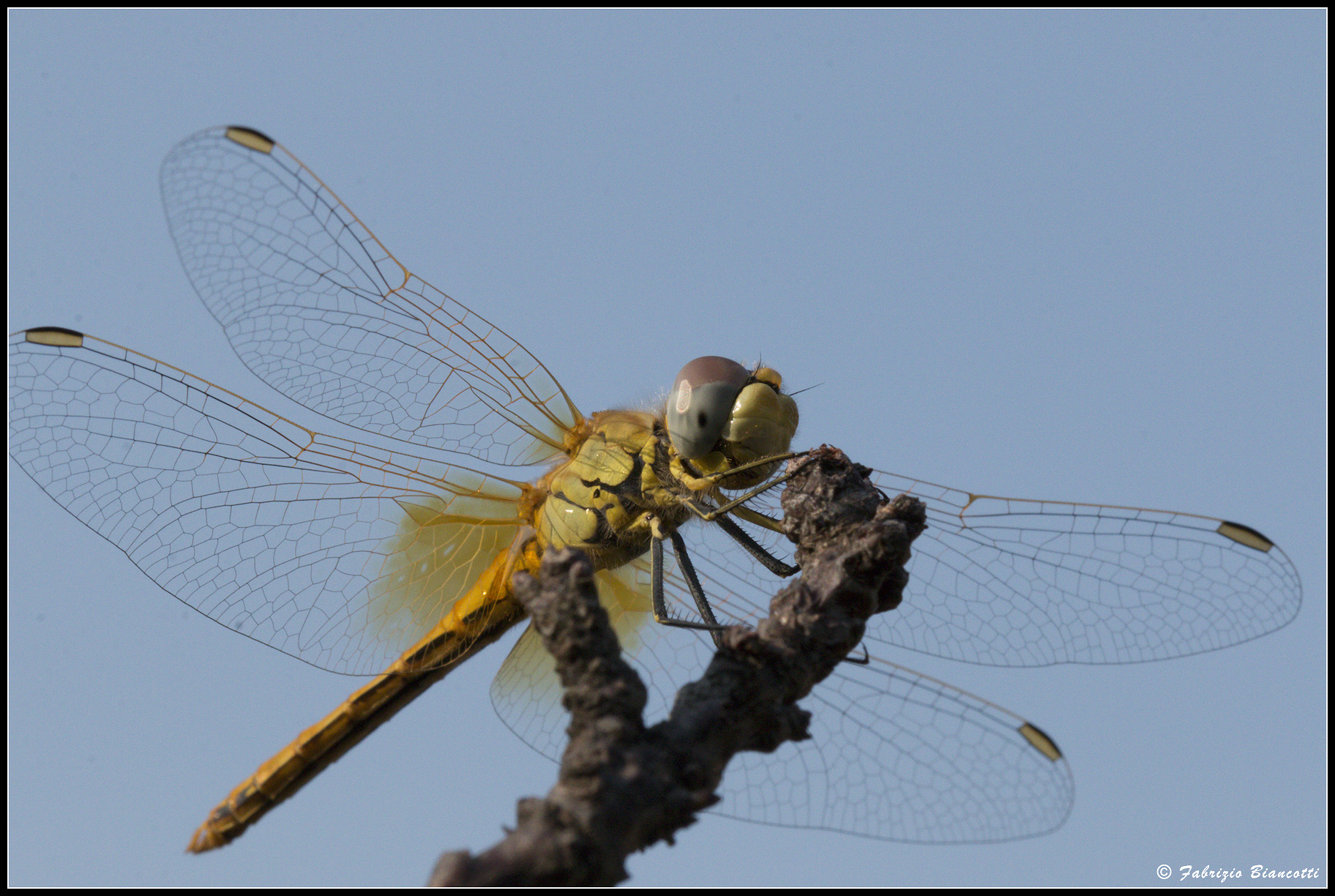 Dragonfly