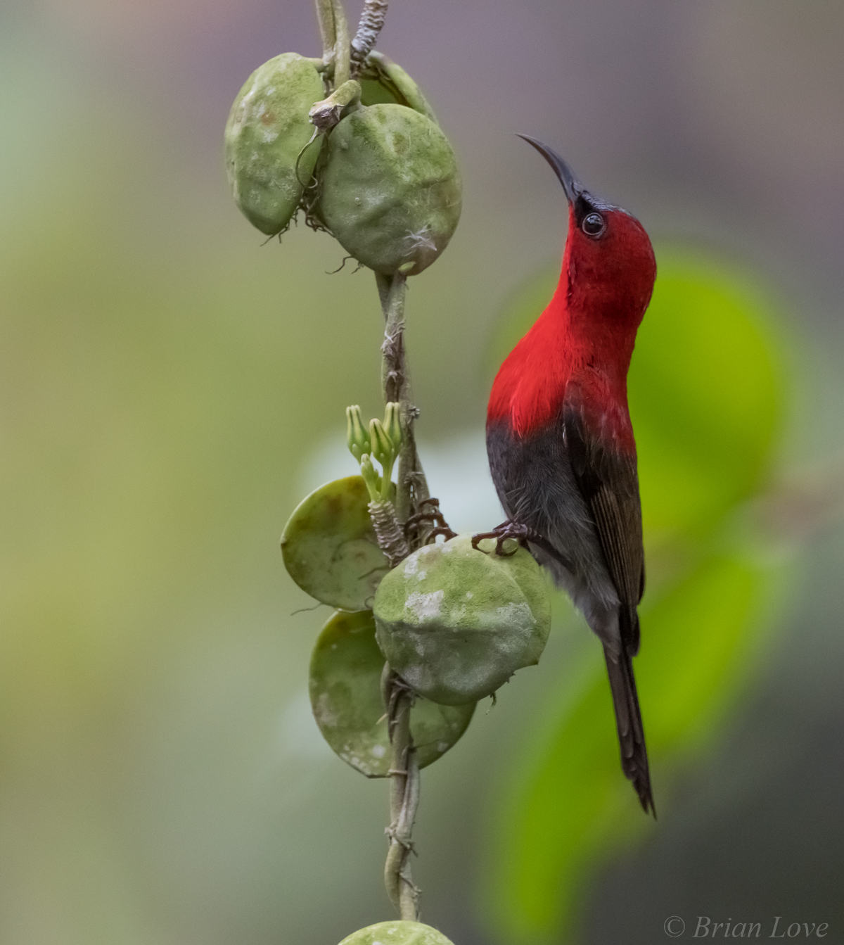 Crimson Sunbird (Aethopyga siparaja)