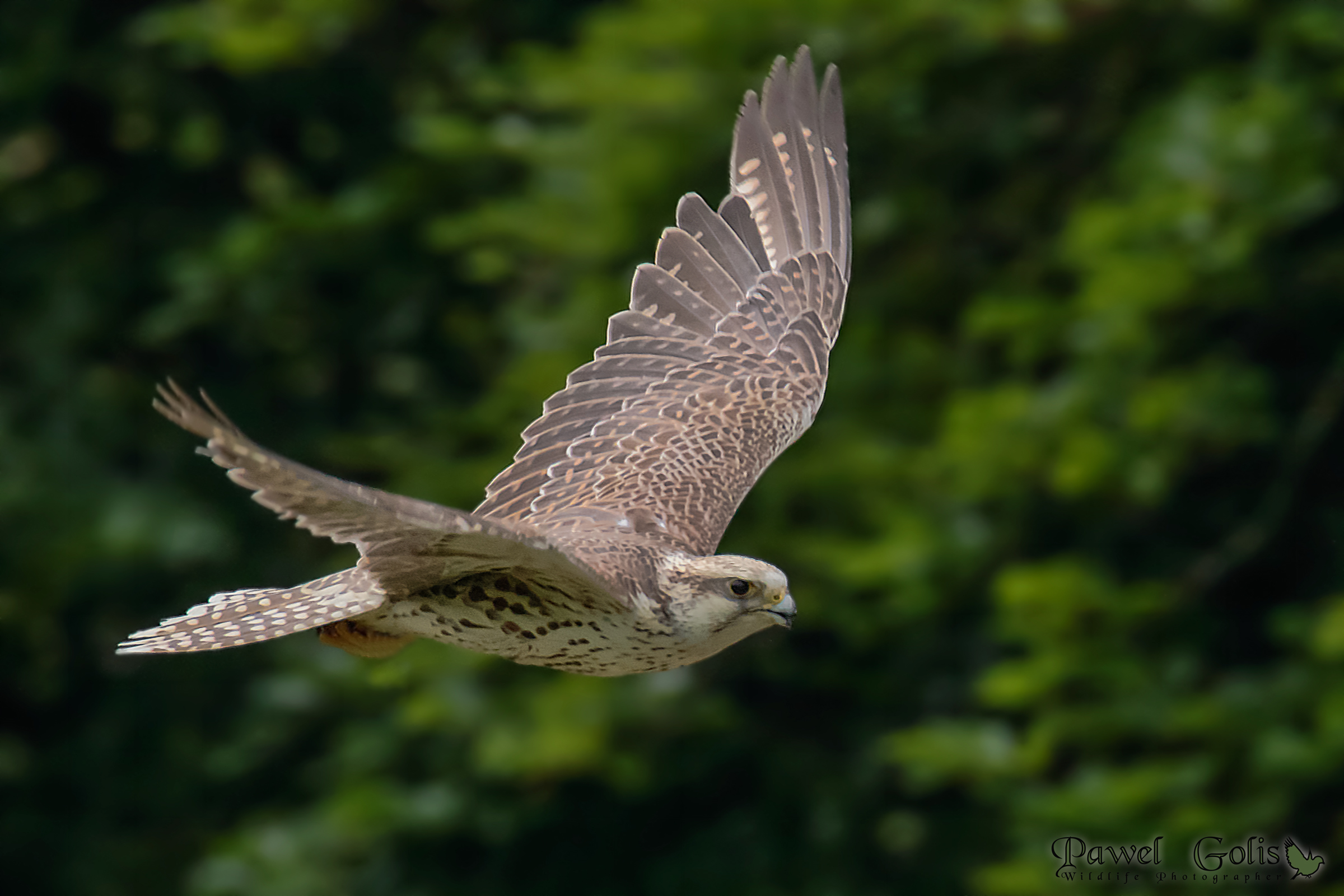 Lanner Falcon (Falco biarmicus) ?