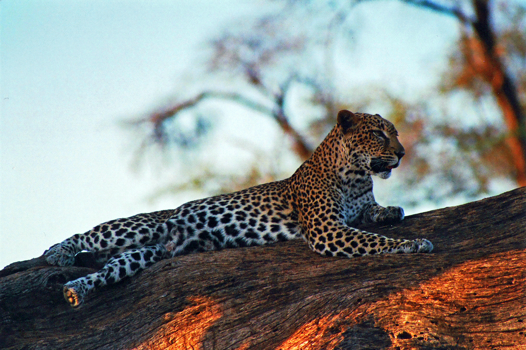 Finally the last of the Big Five