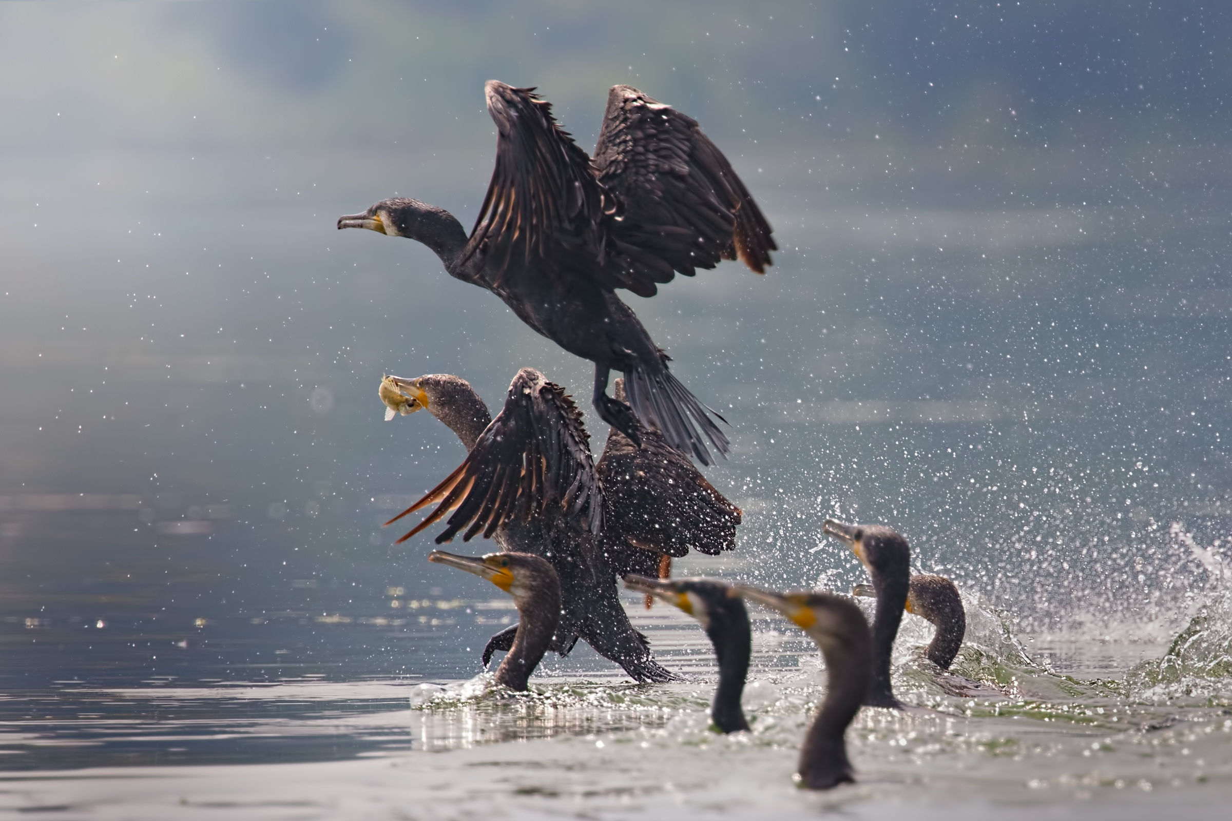 Upper Lake of Mantua - Dating 2017