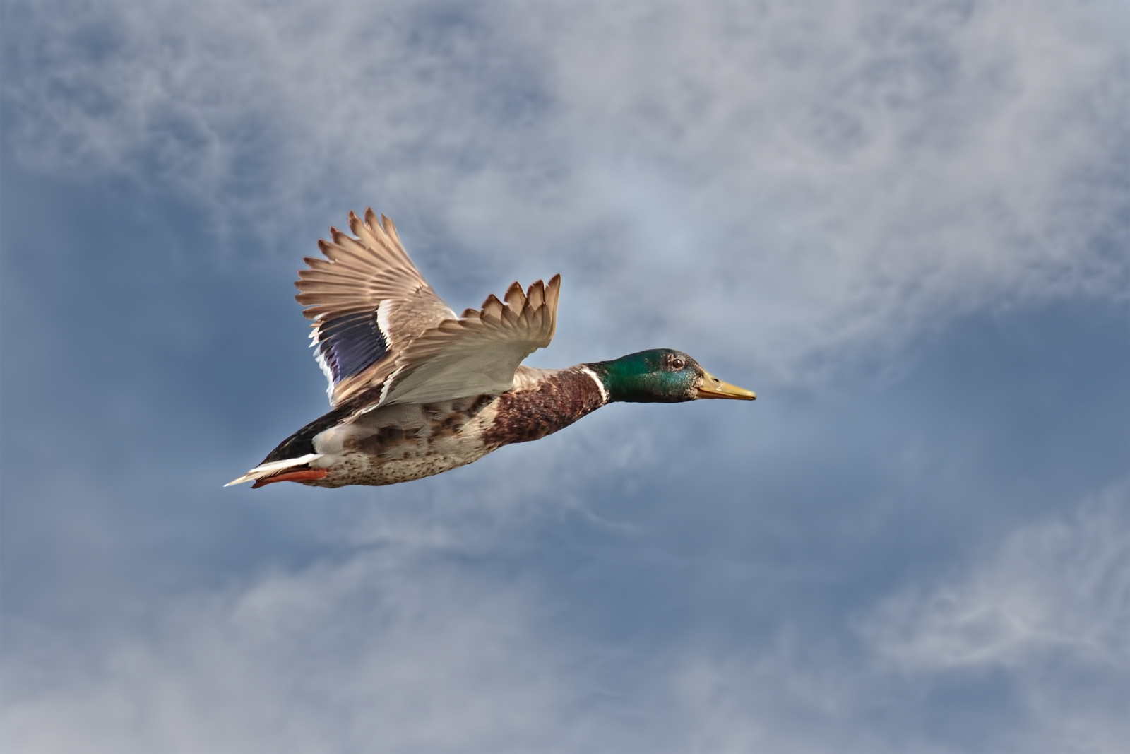 Lago Superiore di Mantova - Incontri 2017
