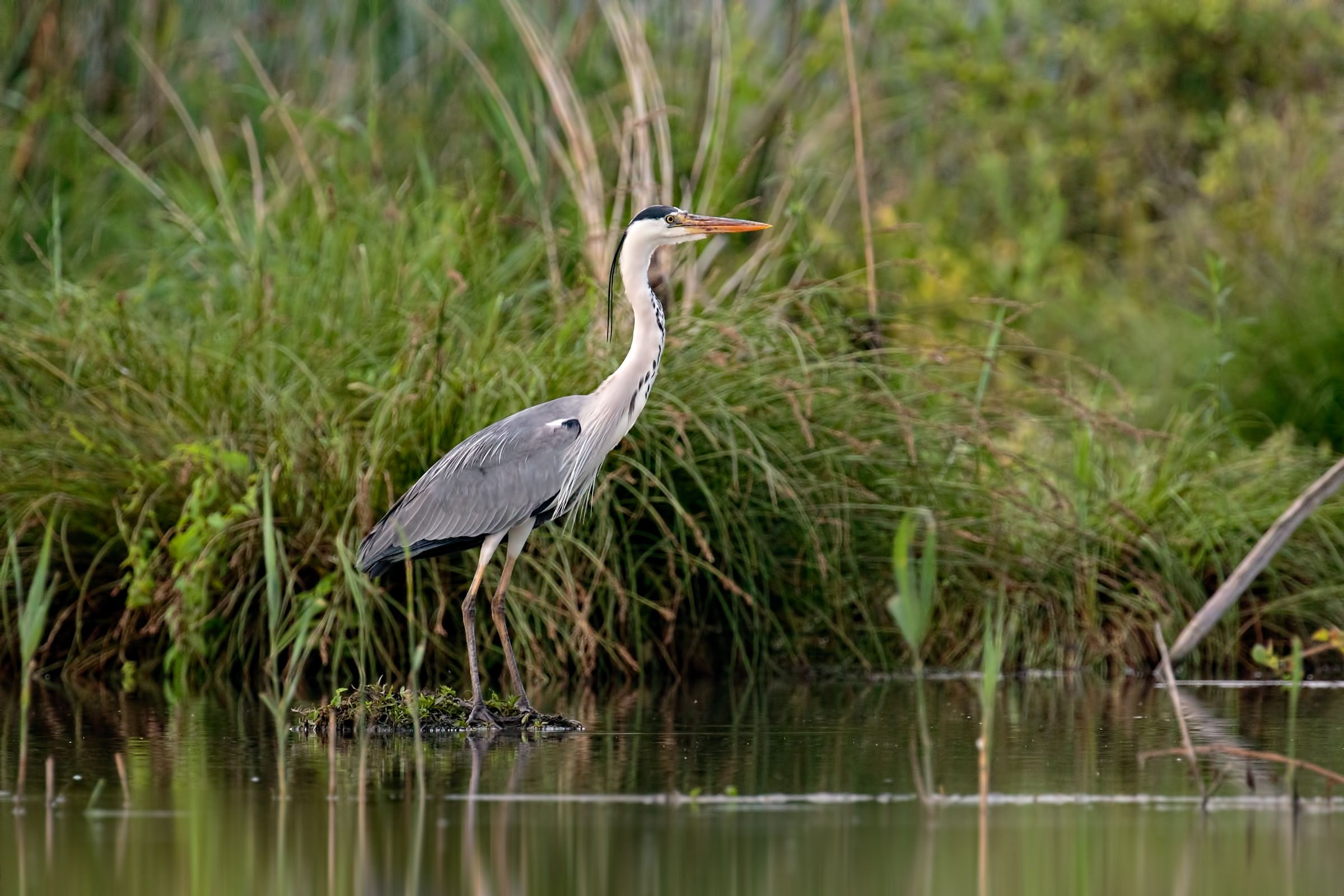 Upper Lake of Mantua - Dating 2017