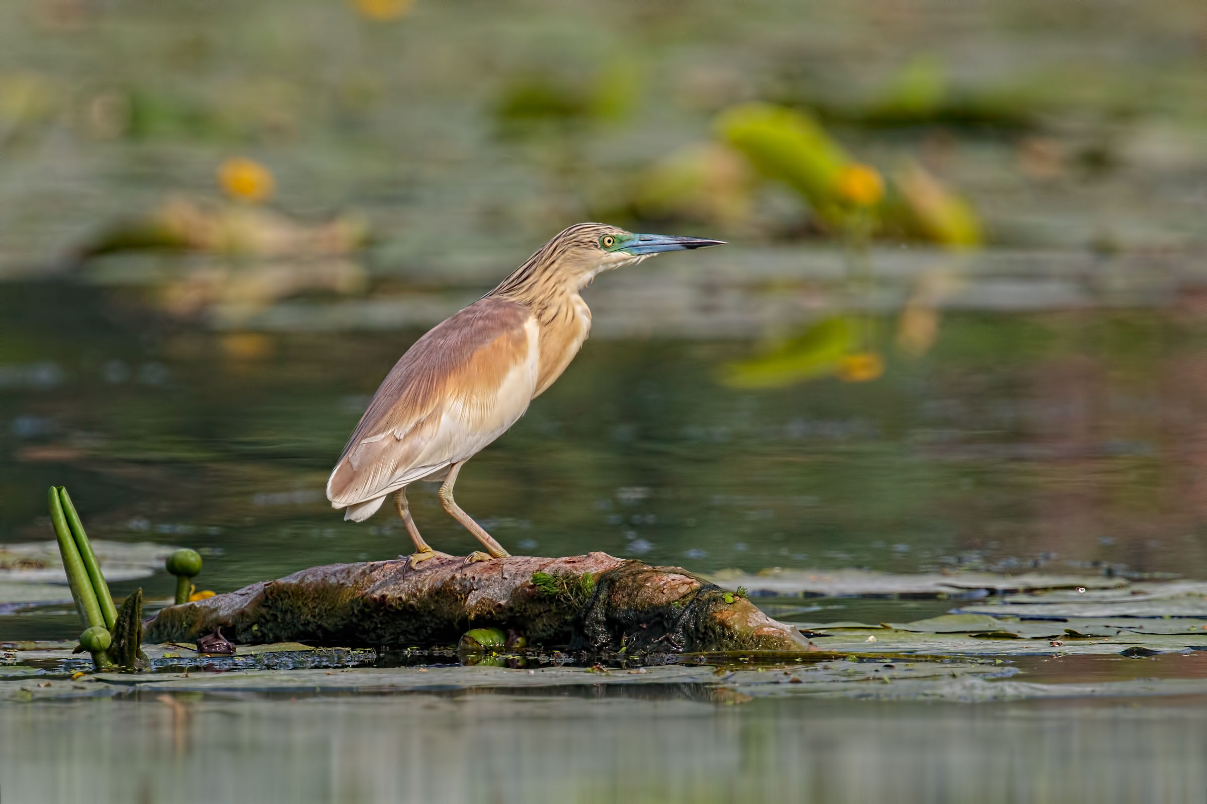 Upper Lake of Mantua - Dating 2017