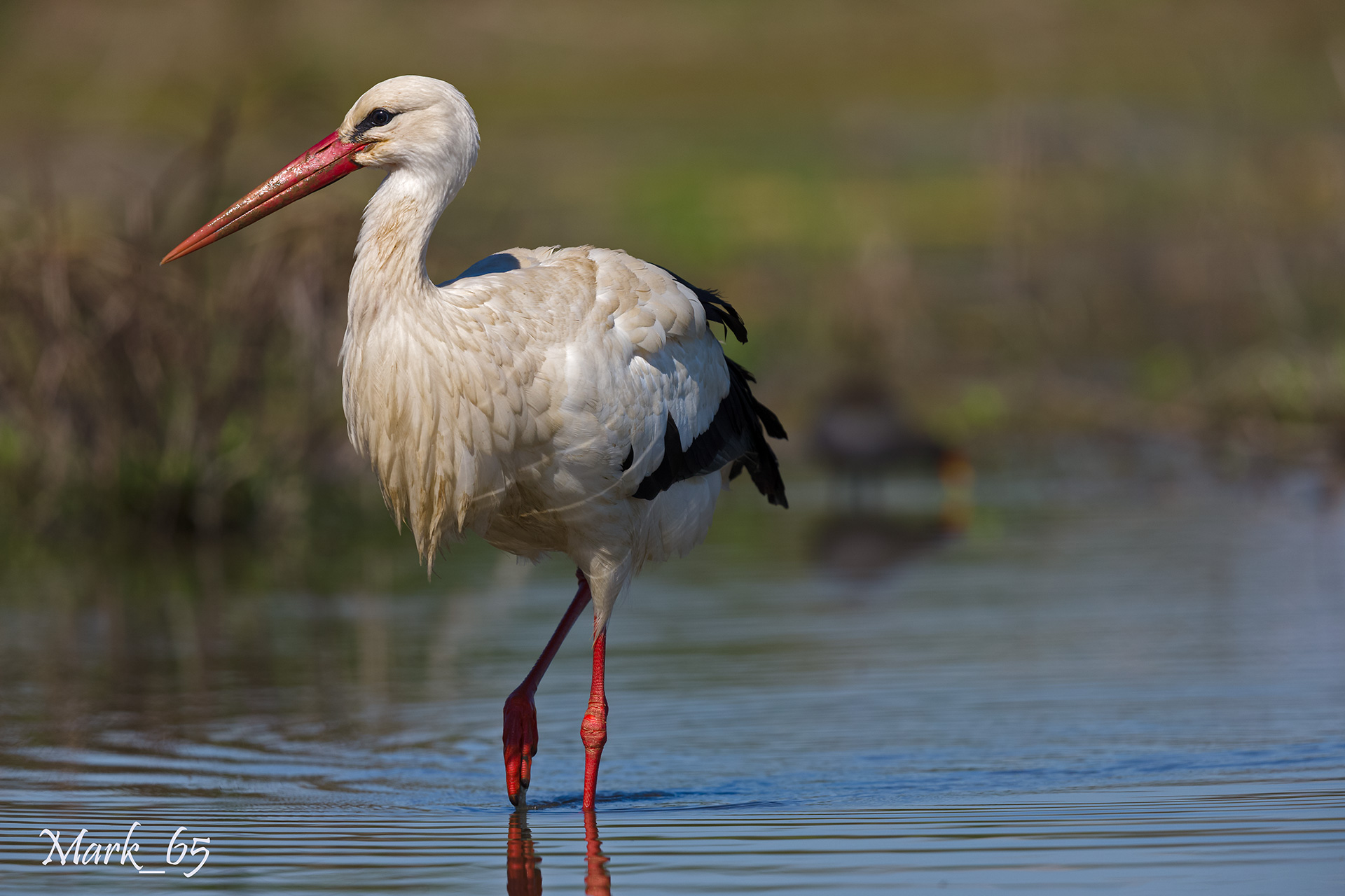 Stork