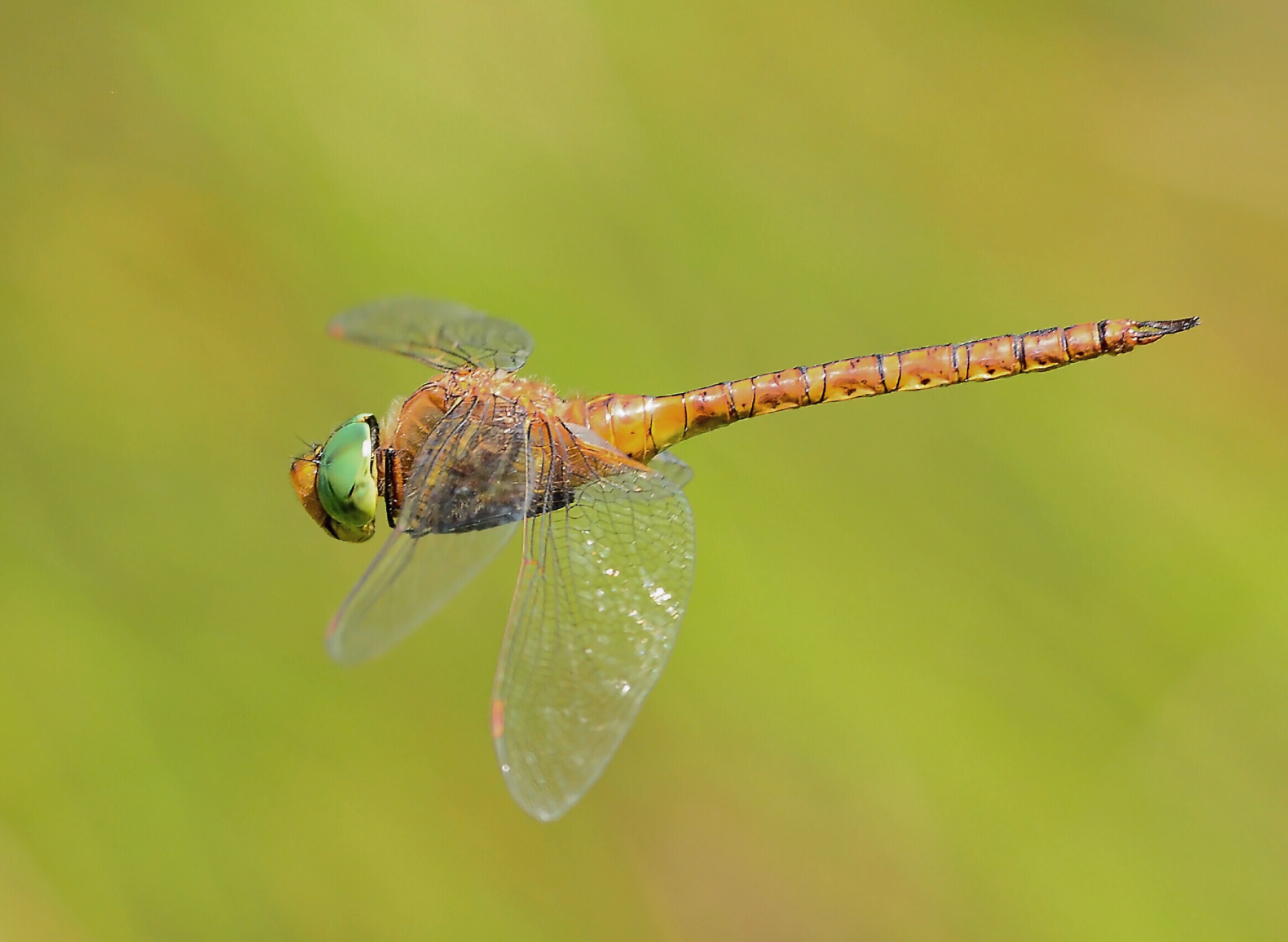 Aeshna Isoceles In volo