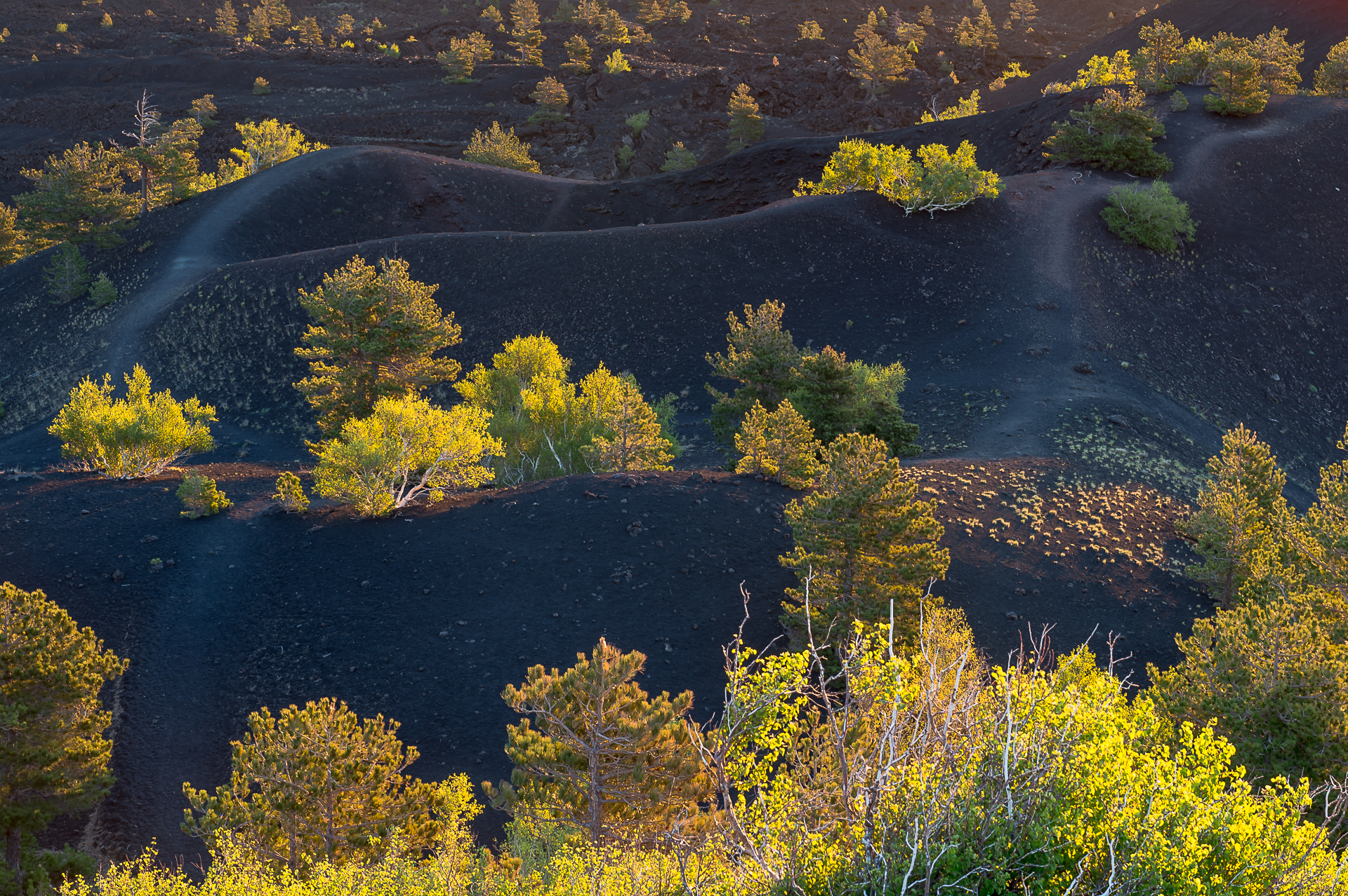 The fruits of the volcano