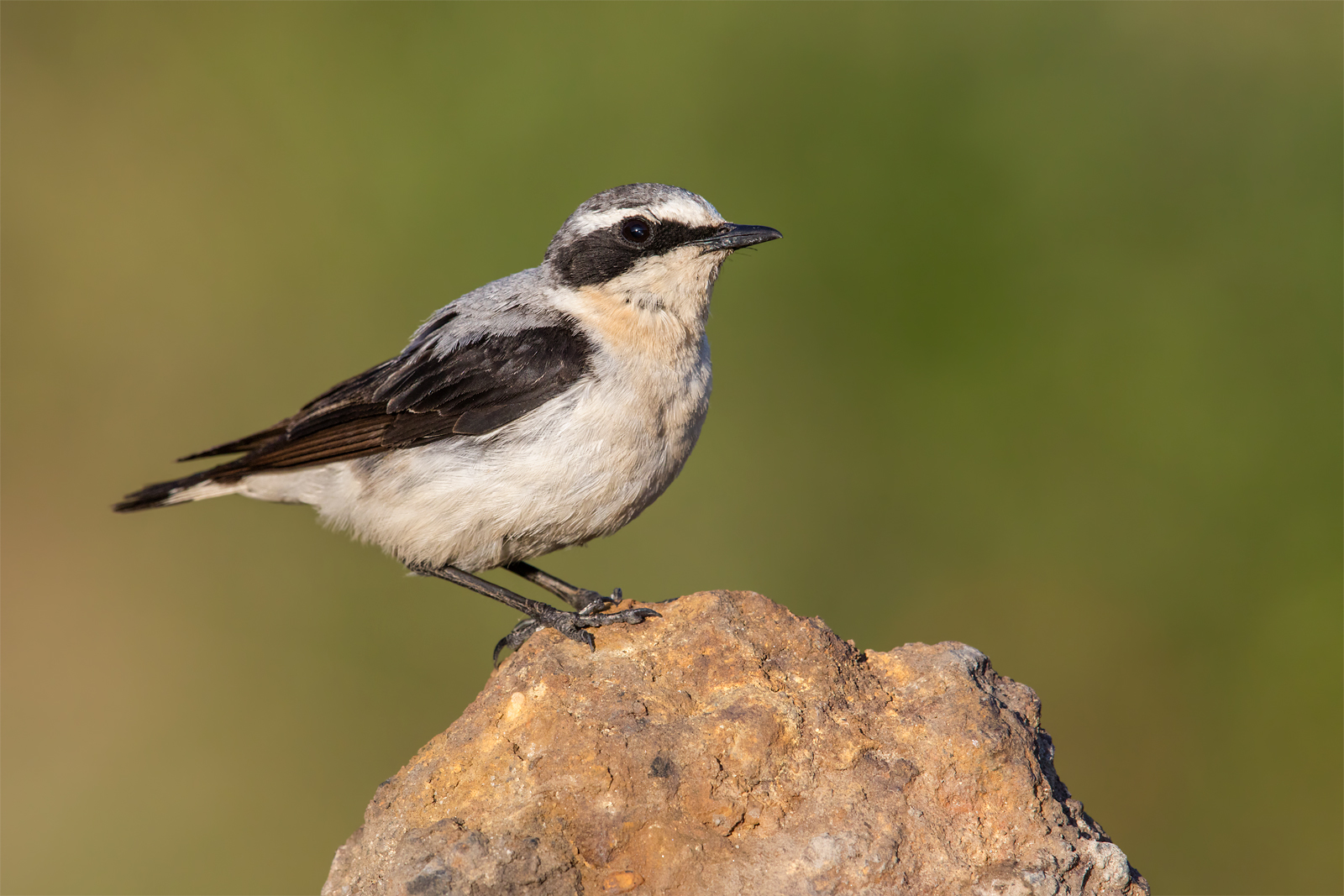 Northern wheatear
