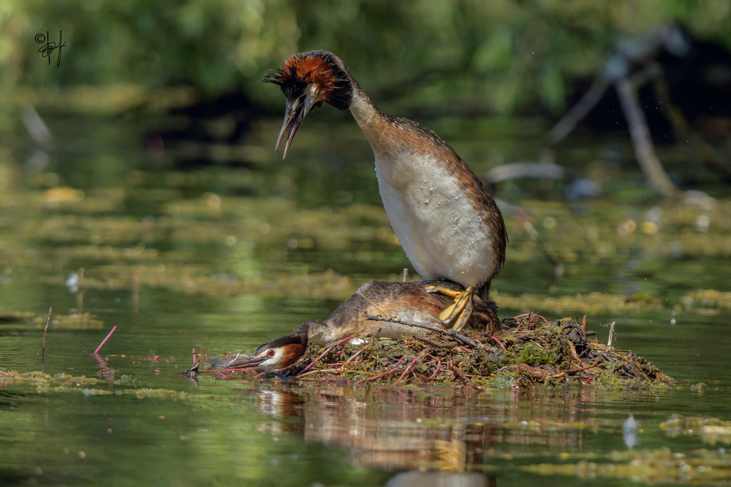 Finally there is the hà done