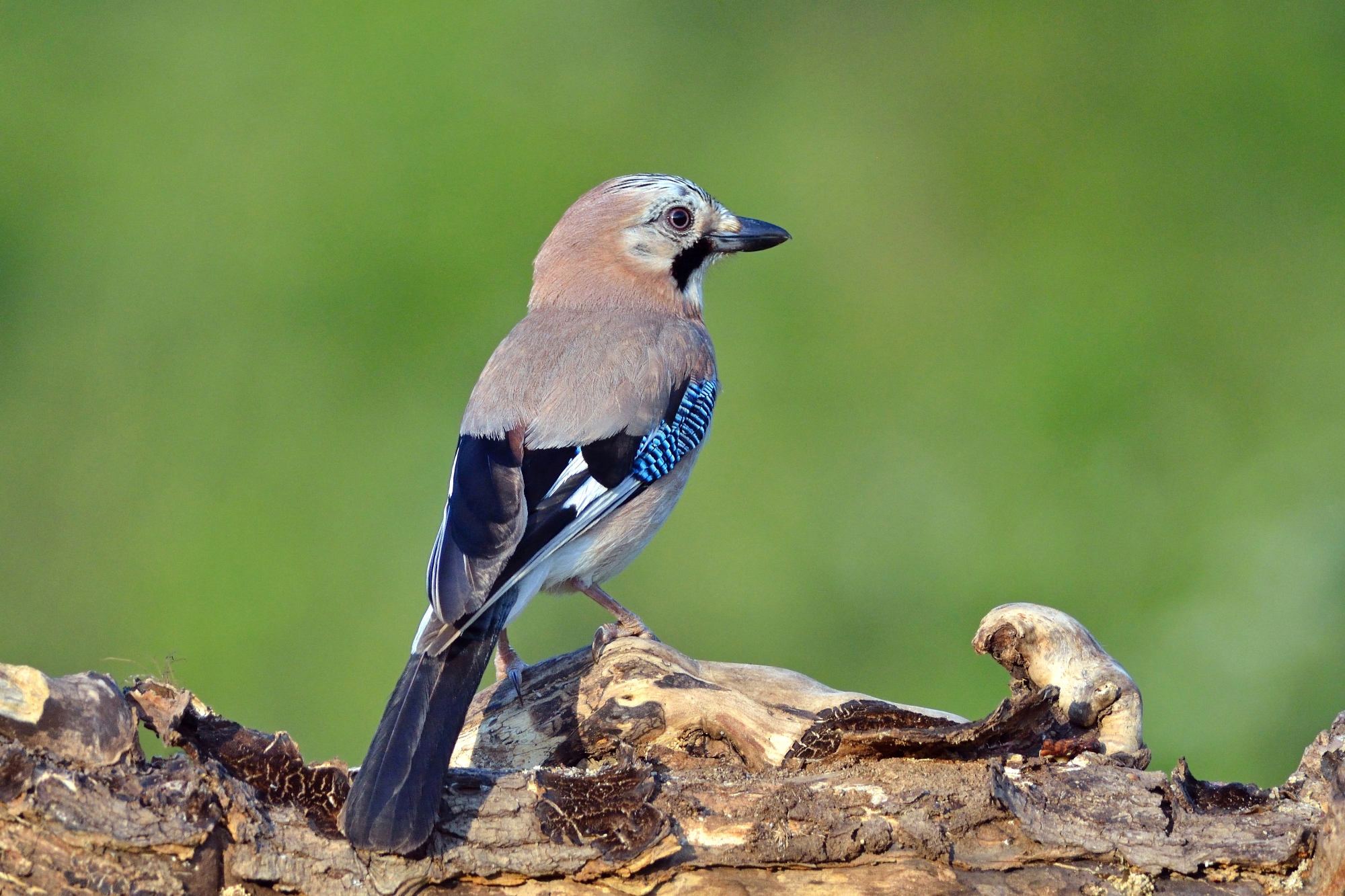 Acorn (Garrulus glandarius)