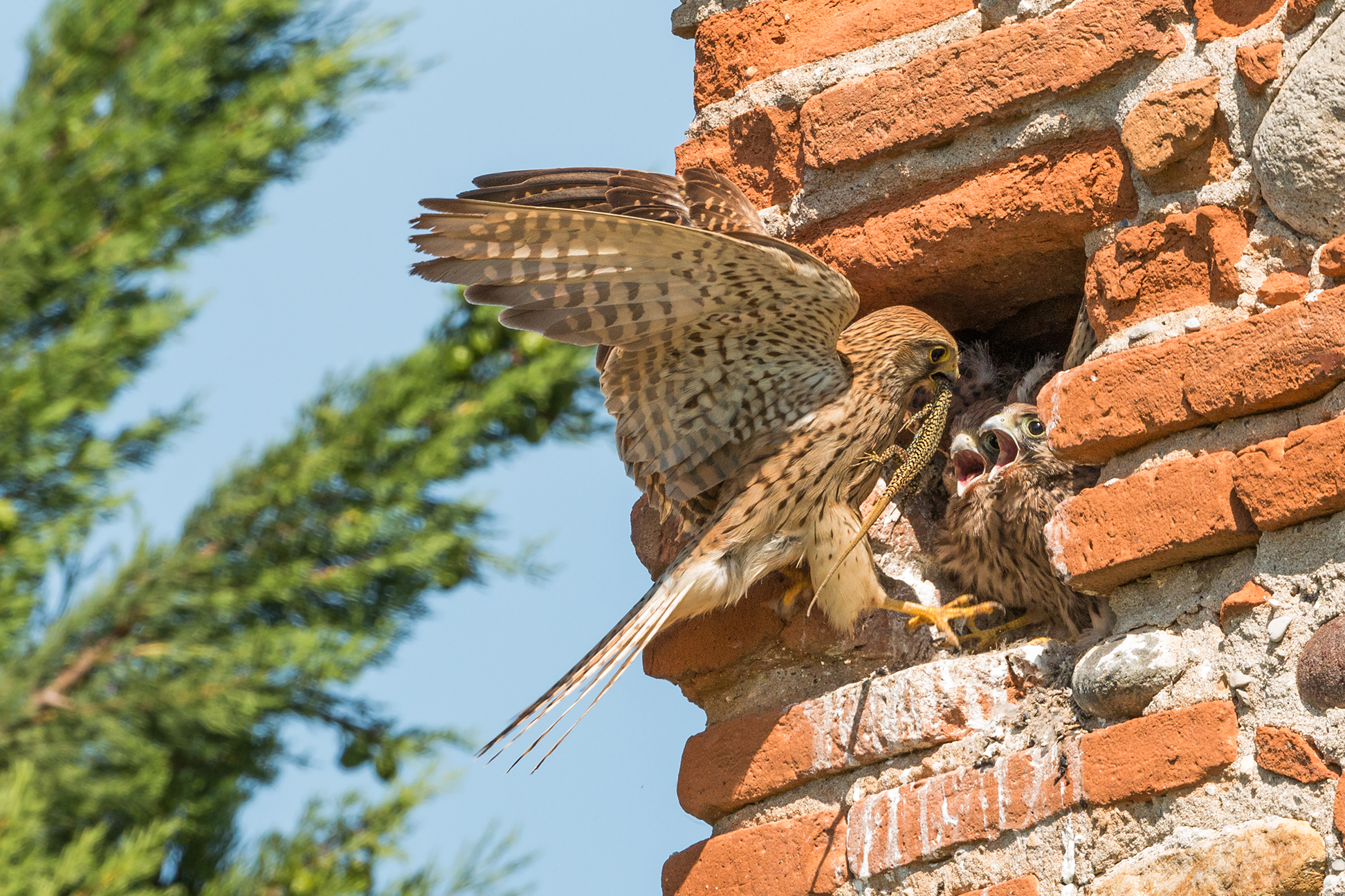 L'imbeccata del gheppio (lucertola)