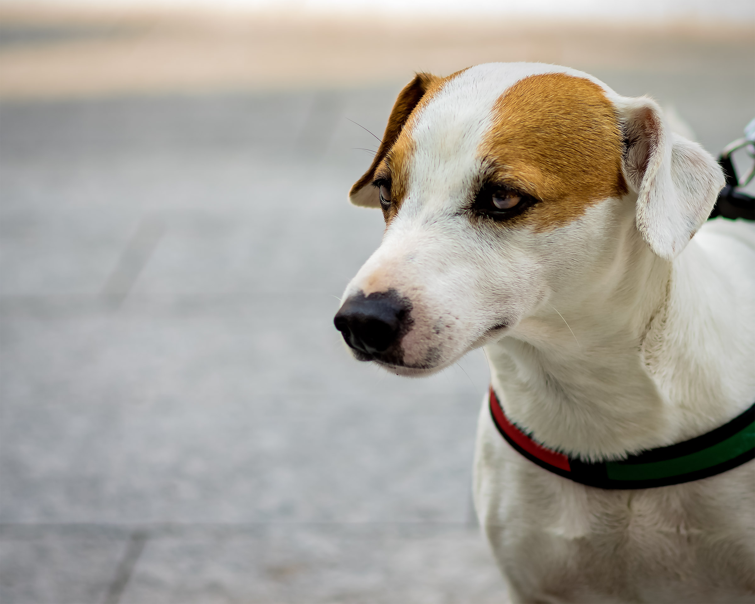 Aspettavo le modelle, quando spuntò un bel musetto