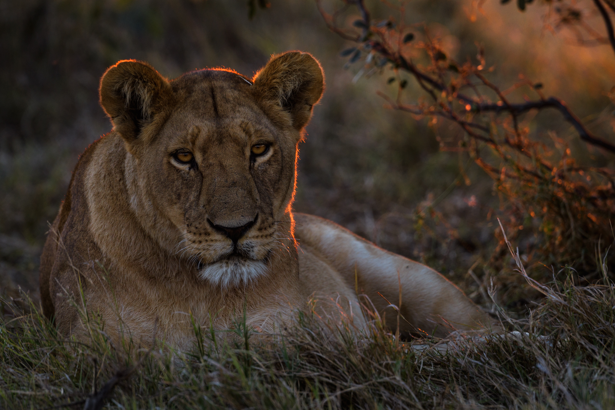 The lady prefers the red in the evening ...