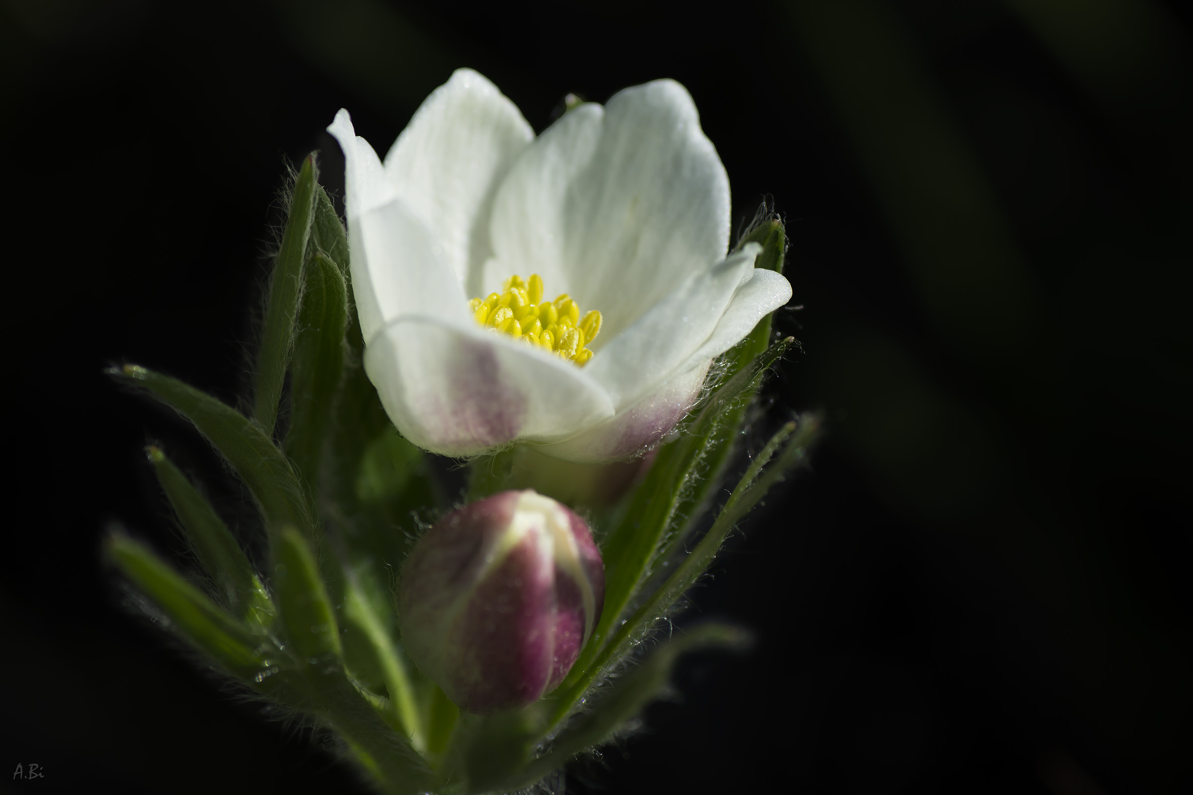 Anemone narcissiflora