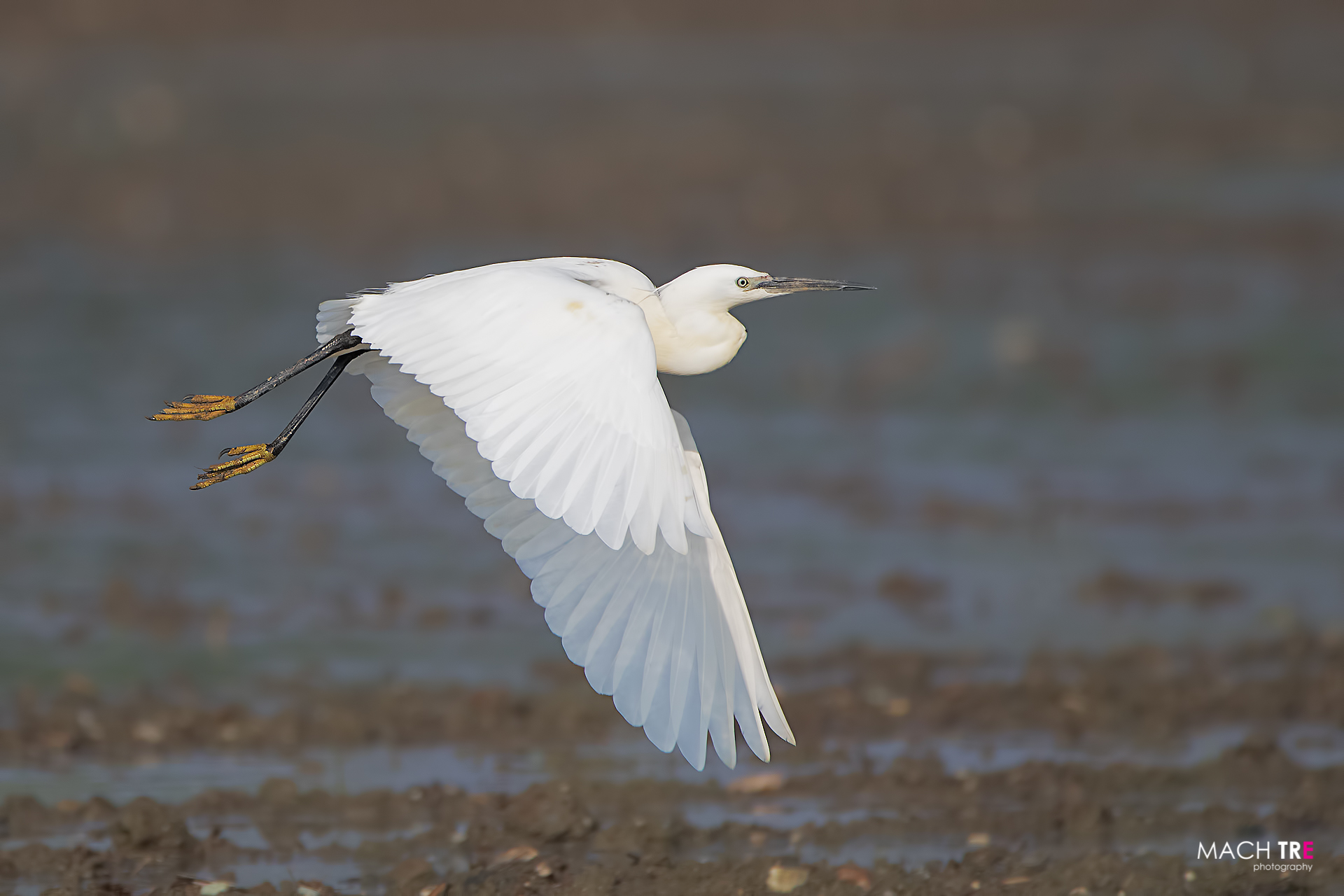 Garzetta (Egretta garzetta)
