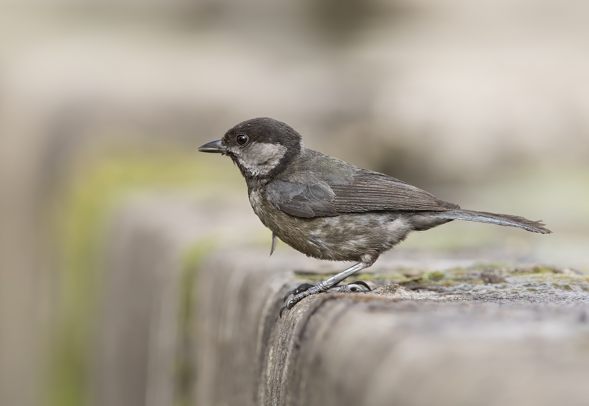 calimero... cinciallegra