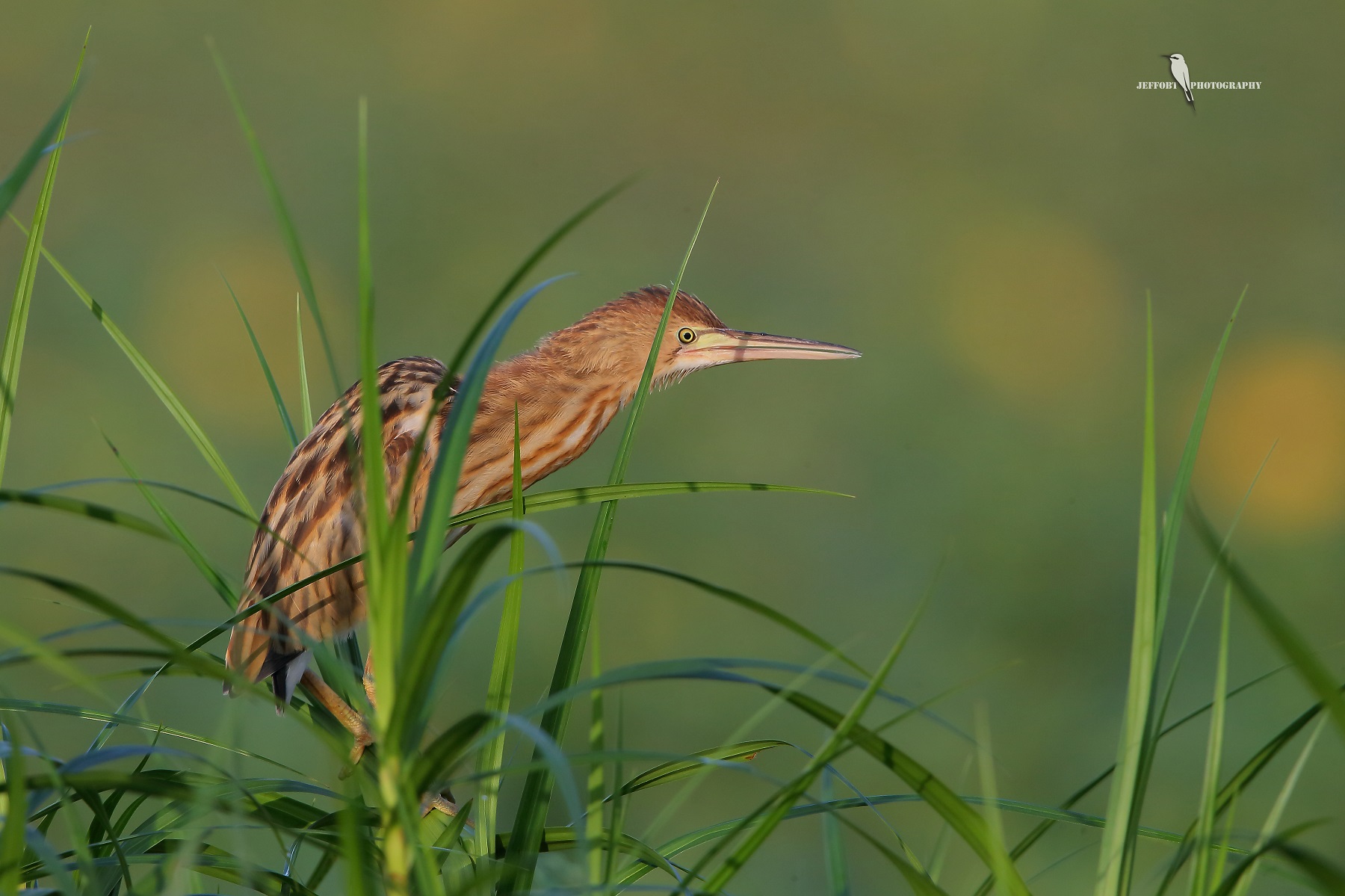 yellow bittern
