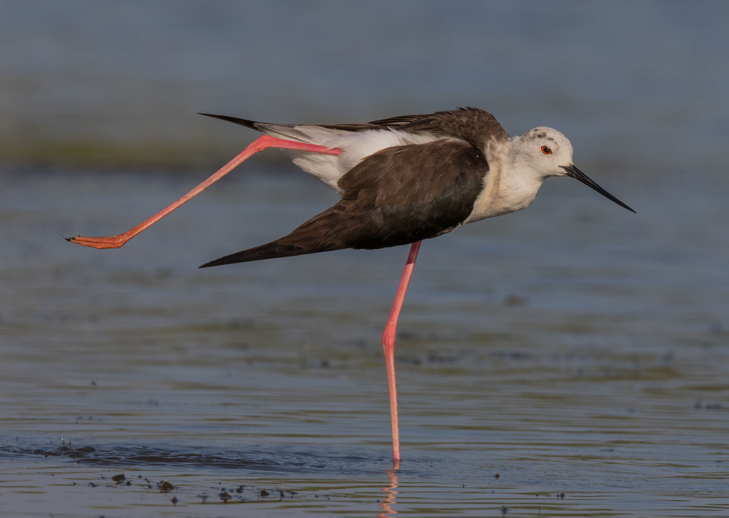 Afternoon gymnastics