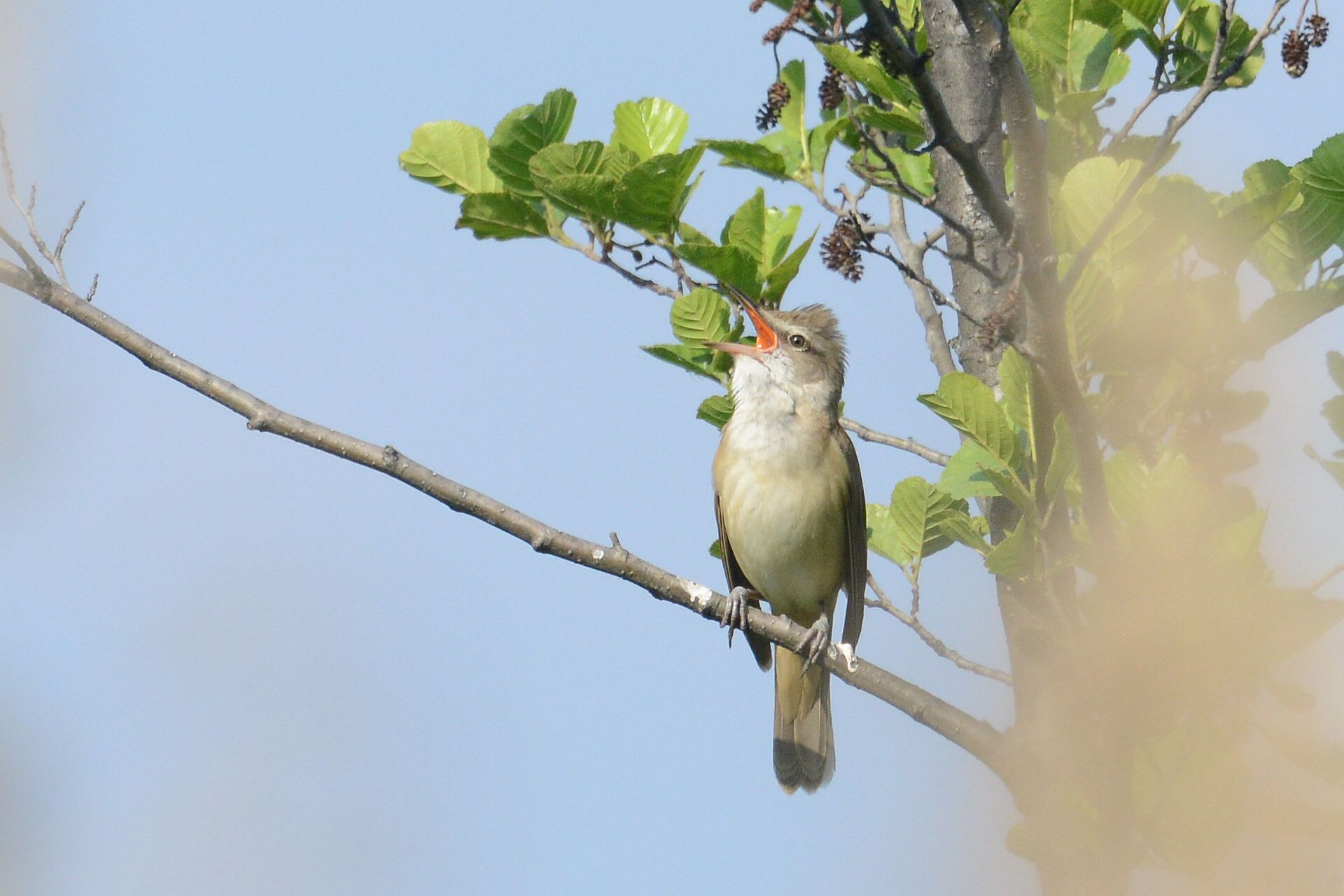 great reed warbler