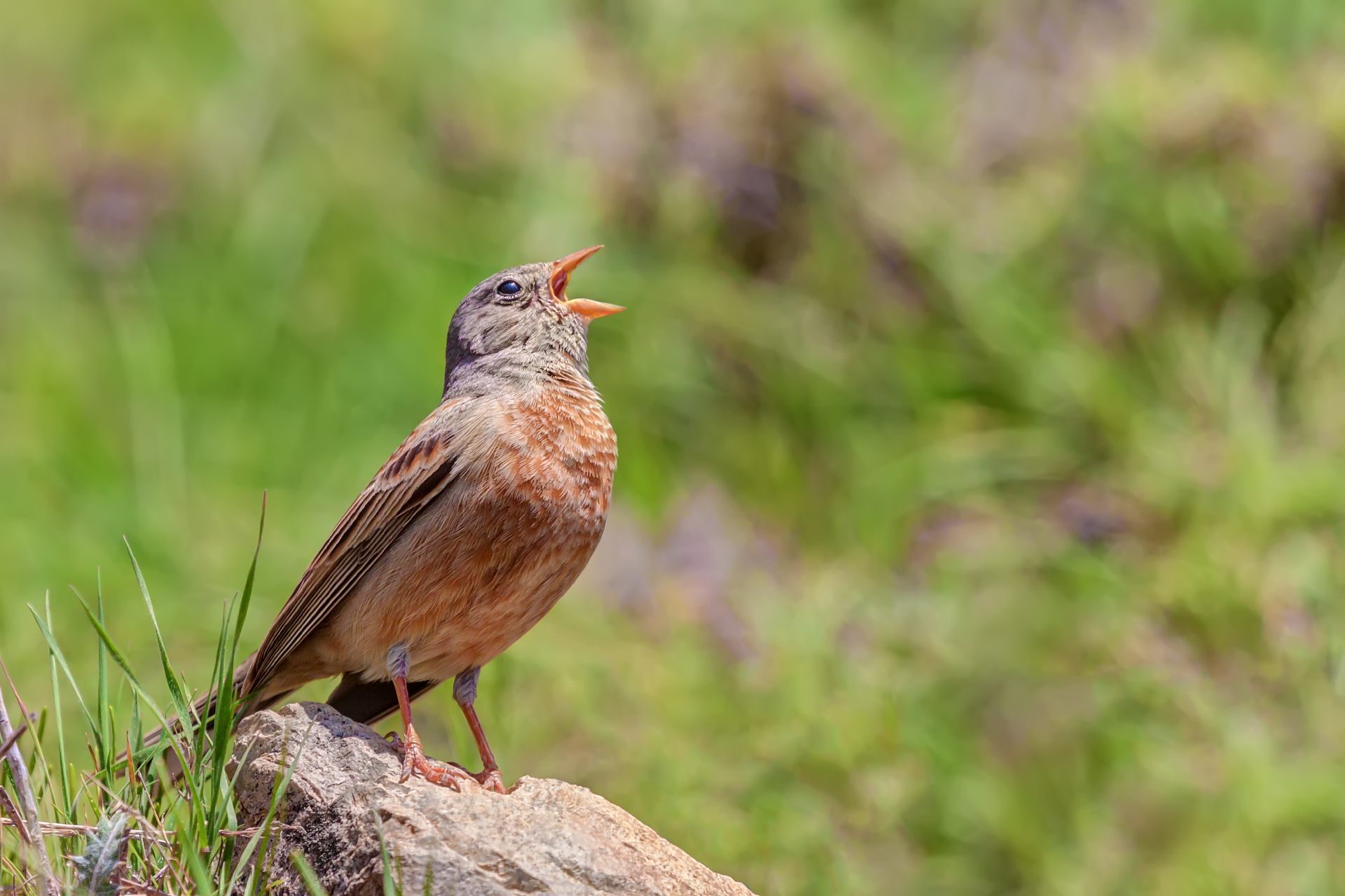 Grey neck Bunting