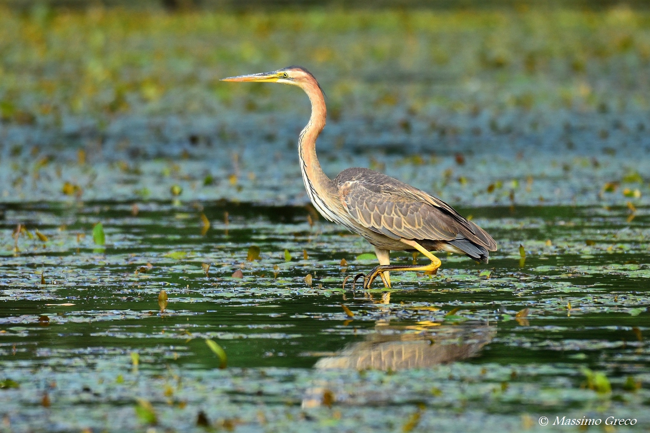 Airone rosso (Ardea purpurea)