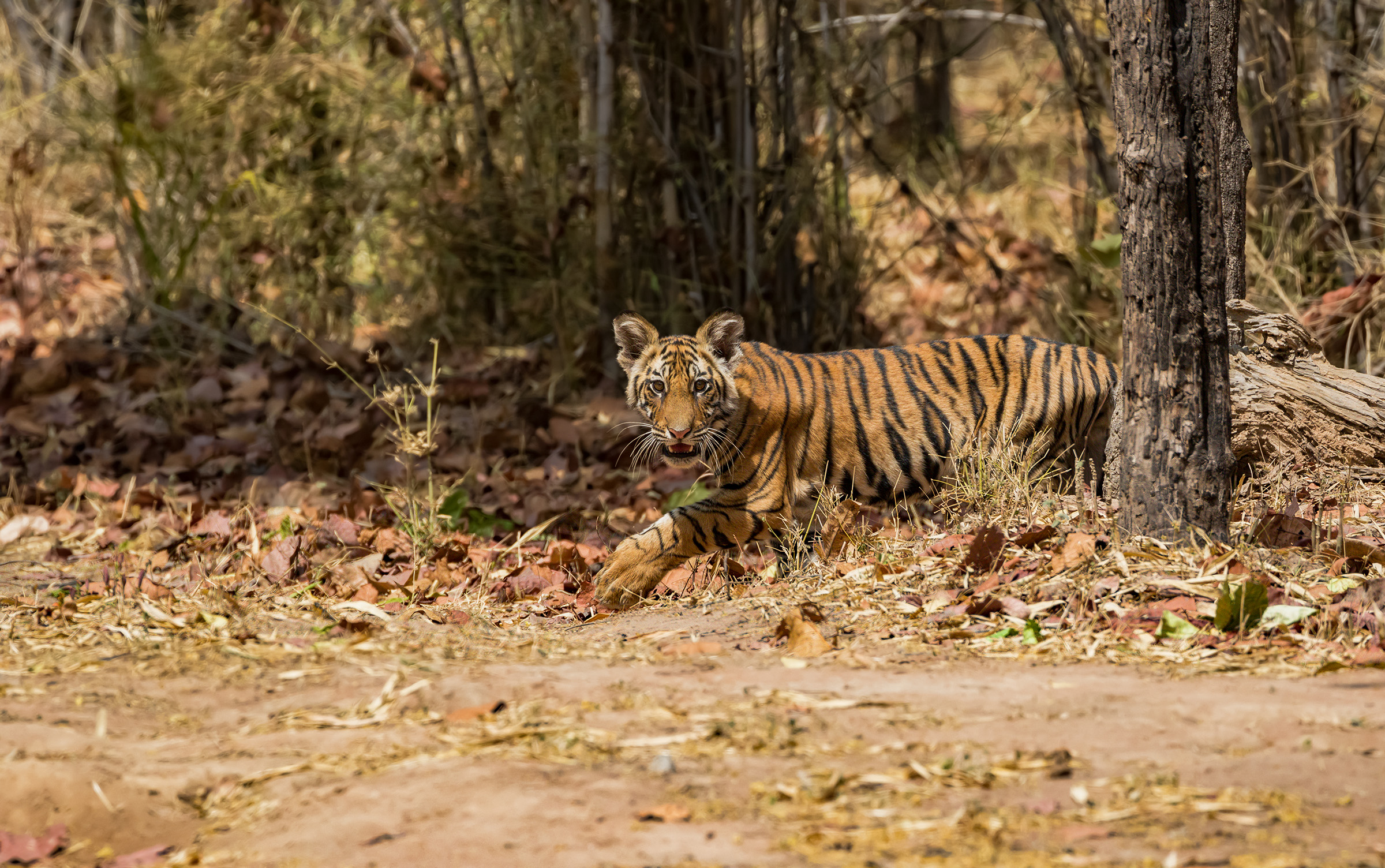 One day I'll be the king