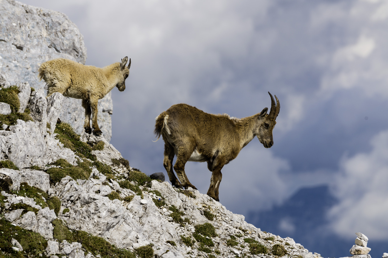 Families on top of the peaks