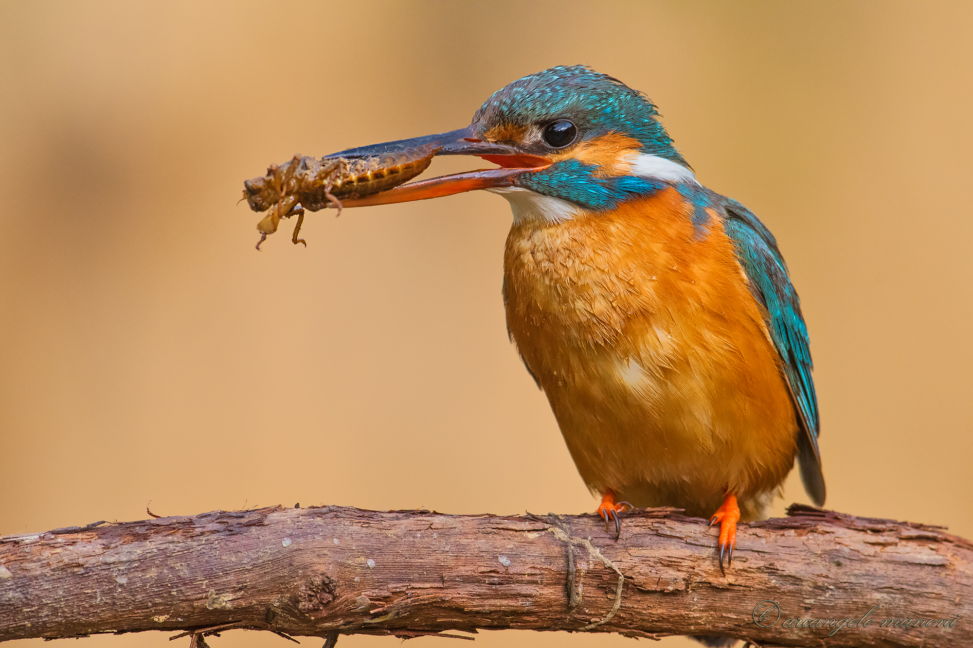 La martina e la larva di libellula