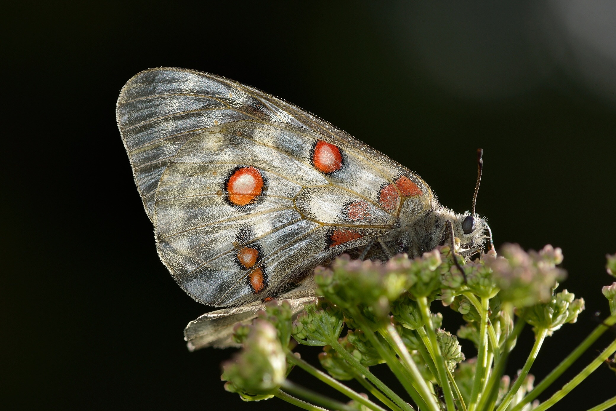 Parnassius Apollo female