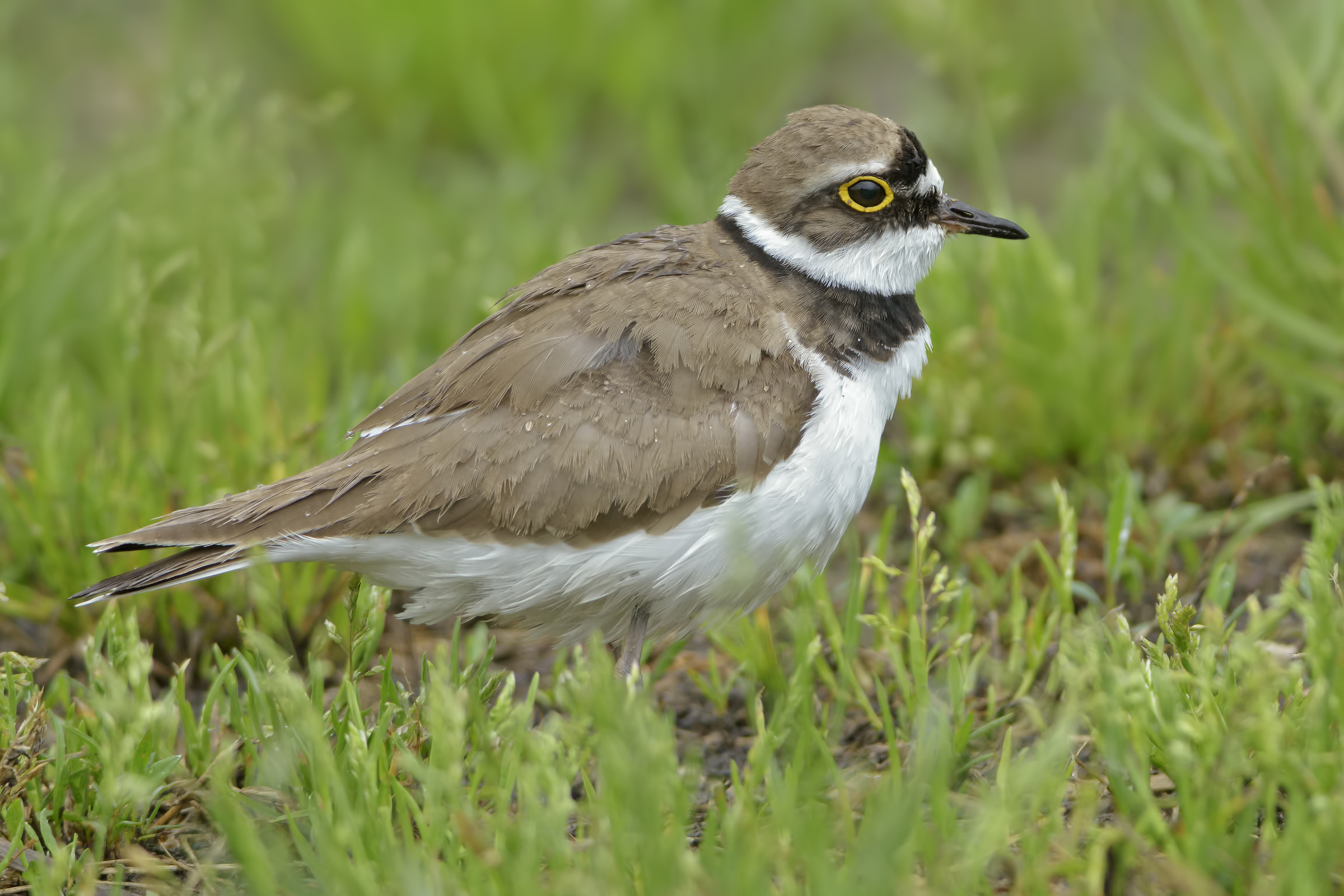 Corriere piccolo (Charadrius dubius)