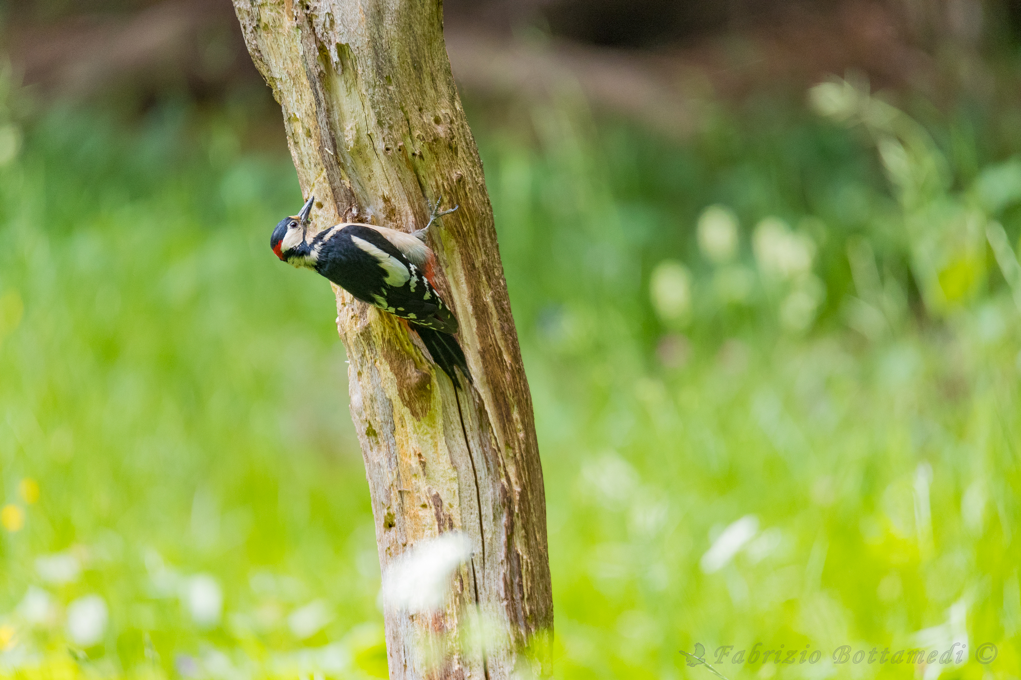 Red woodpecker on green cloud