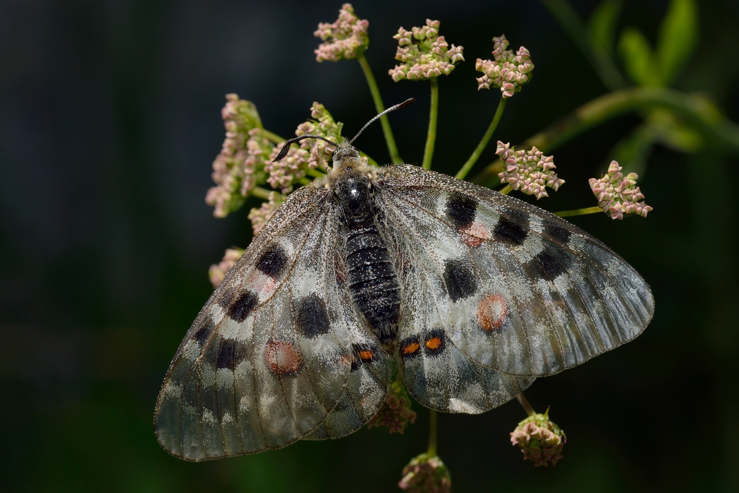 Parnassius Apollo