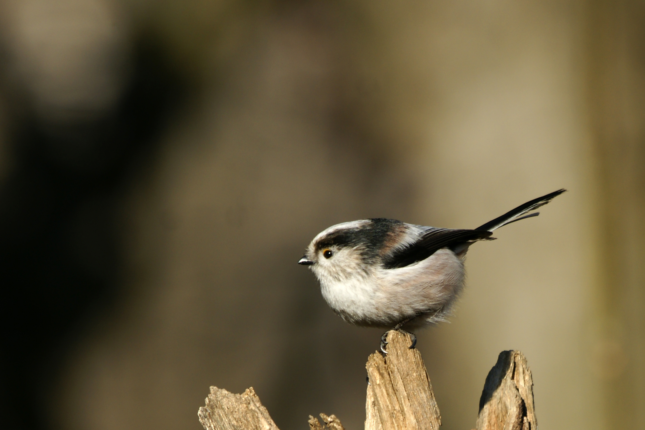 Long-tailed Tit