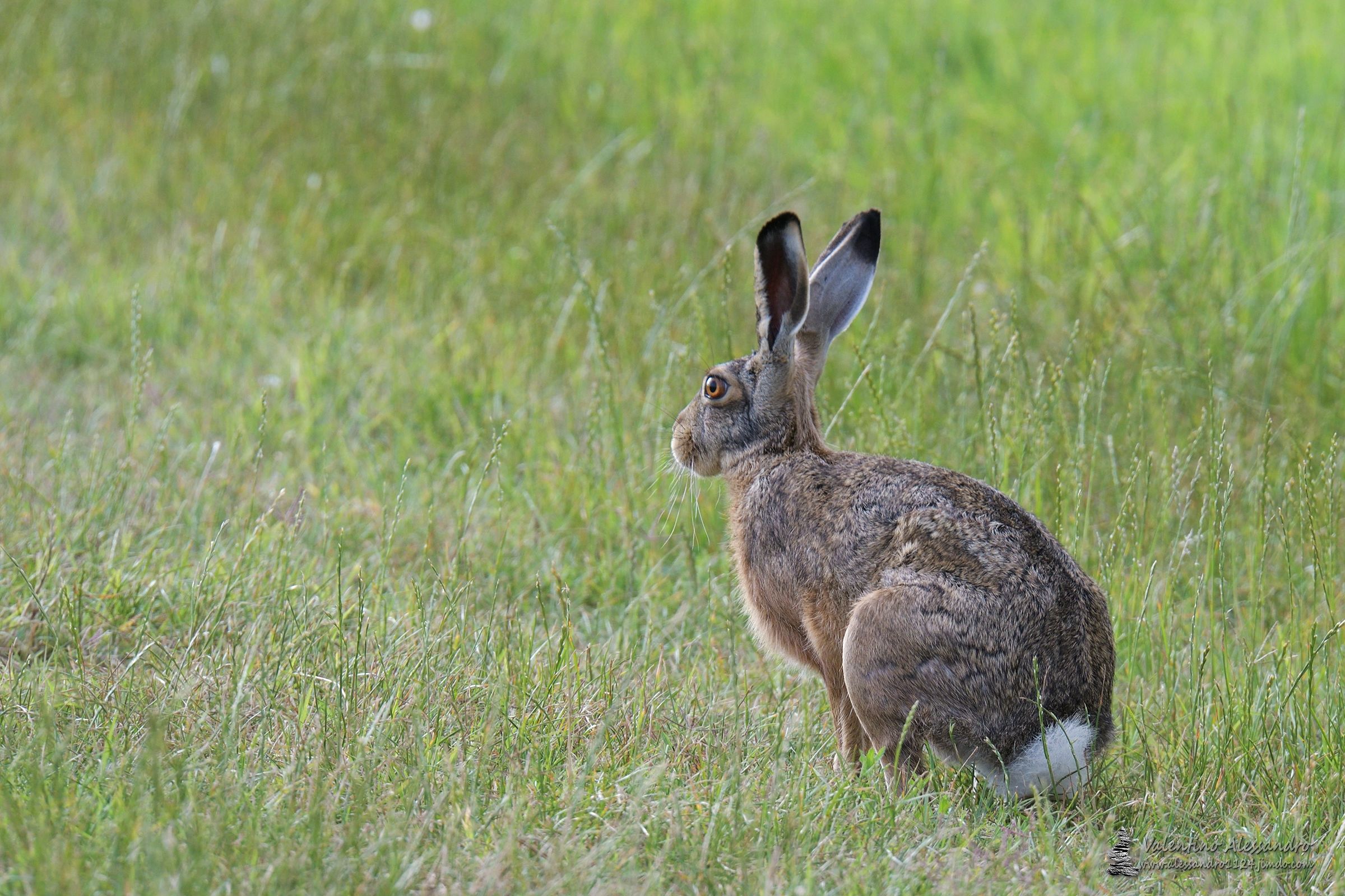 leveret