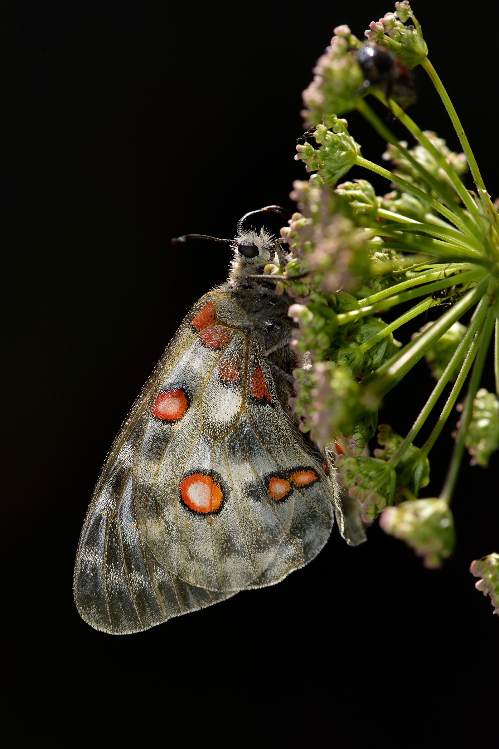 Parnassius Apollo female