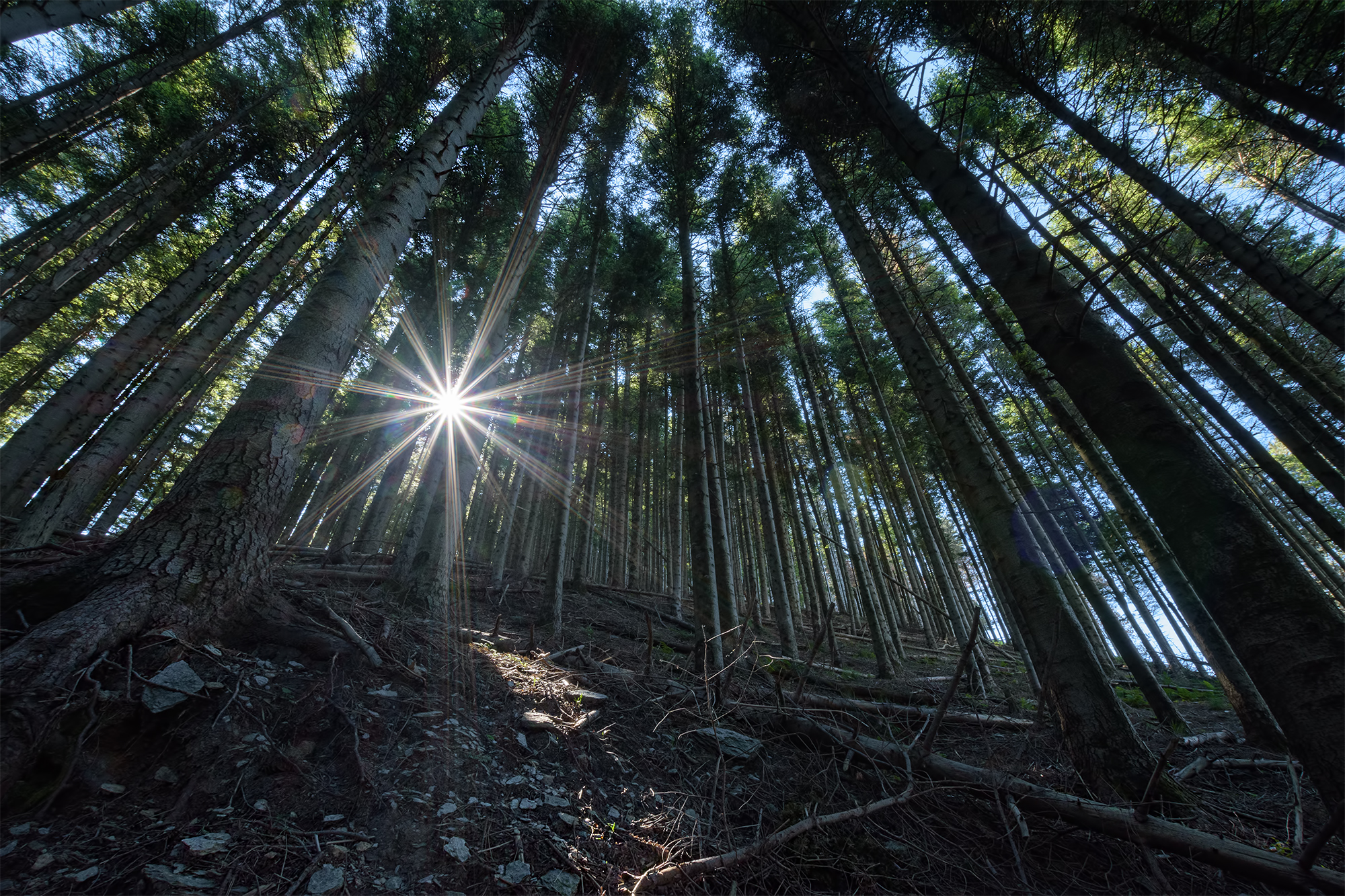 Abetaia Foce di Vinca - Apuan Alps.