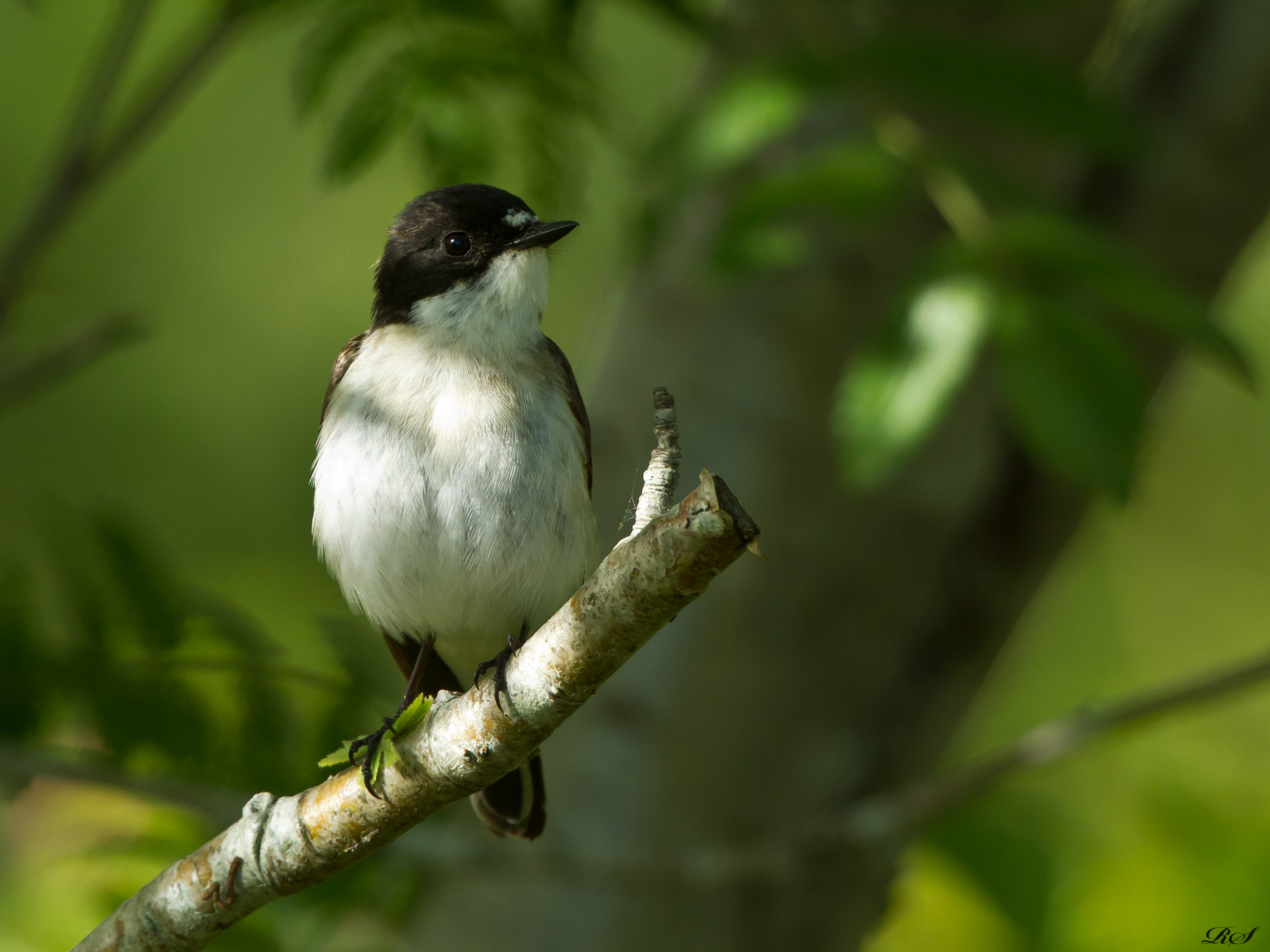 Svartvit flugsnappare