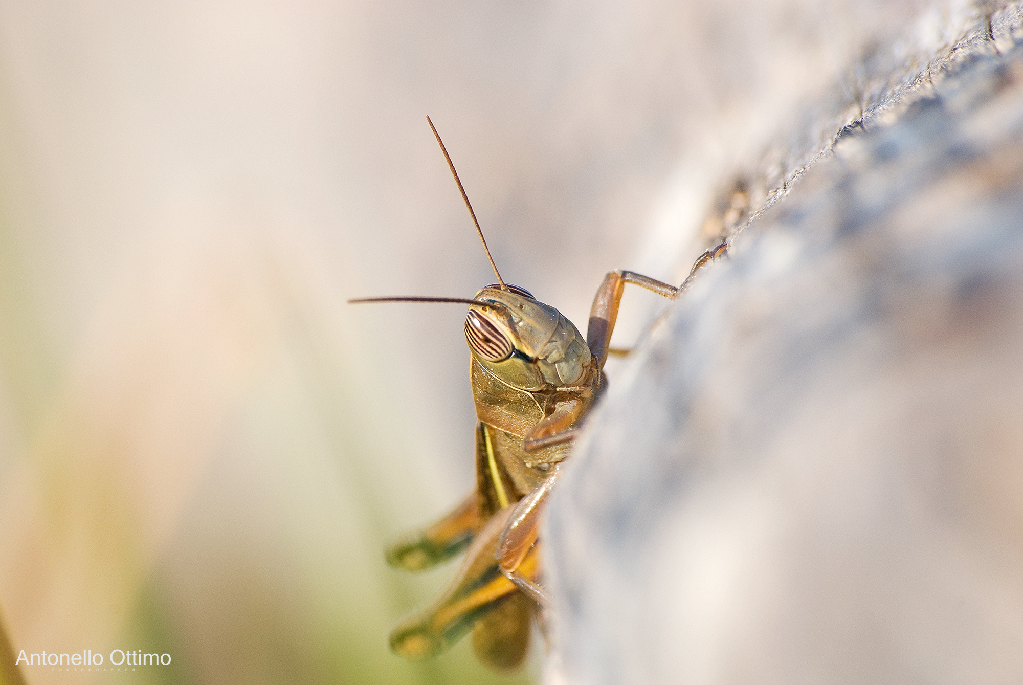 Cavalletta fuoco selettivo
