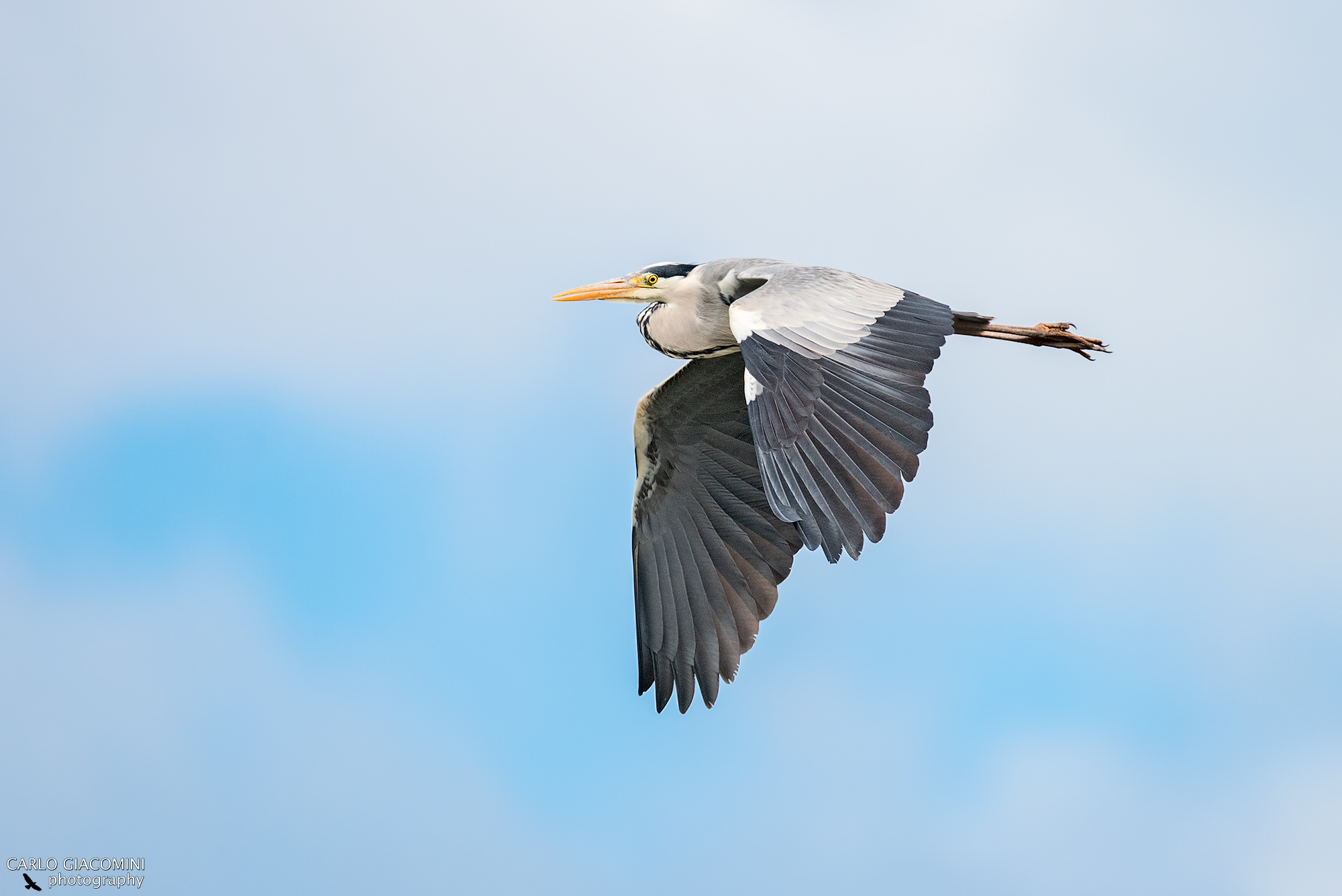 The flight of the cowherd