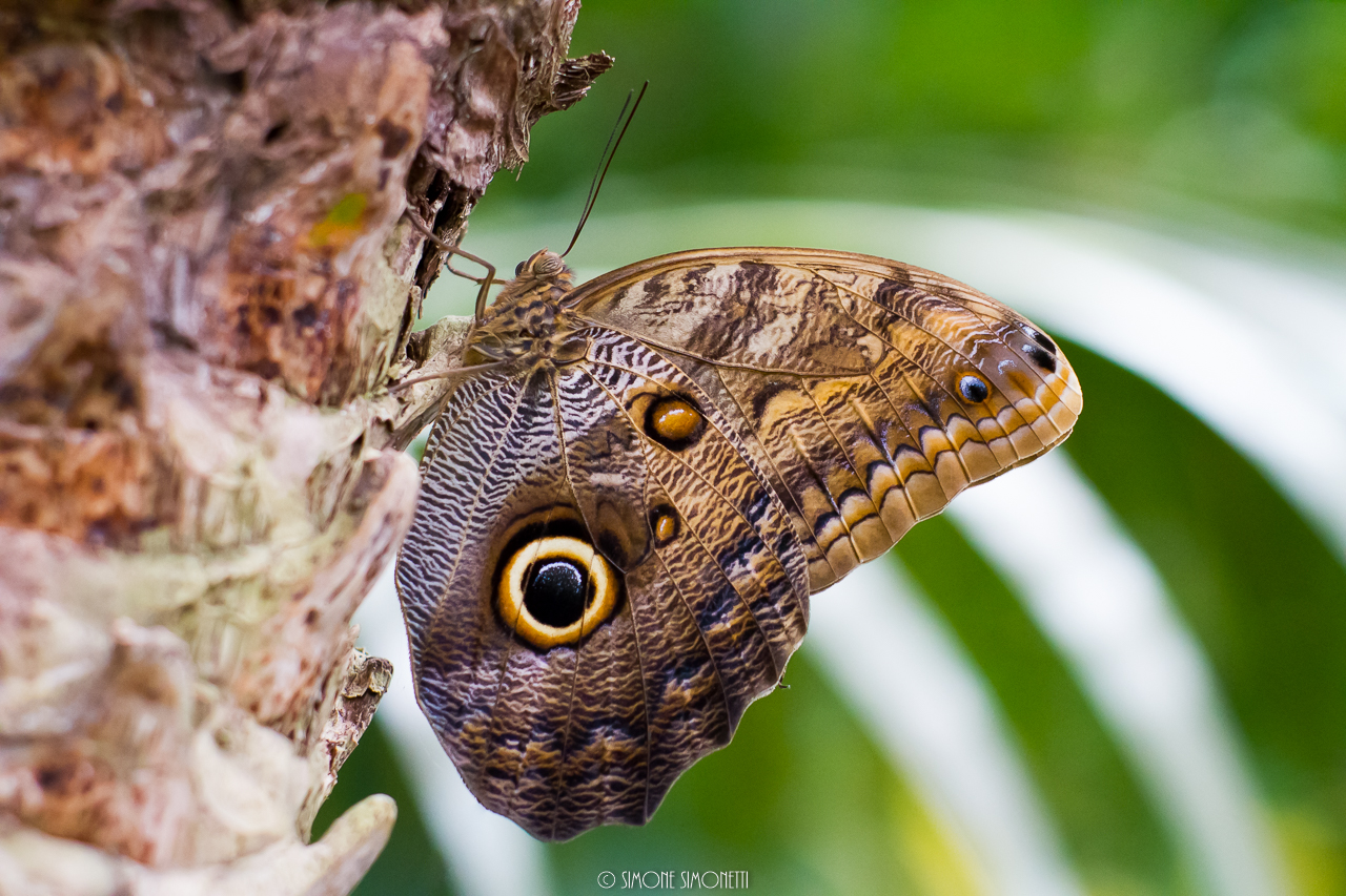 Farfalla occhio di gufo