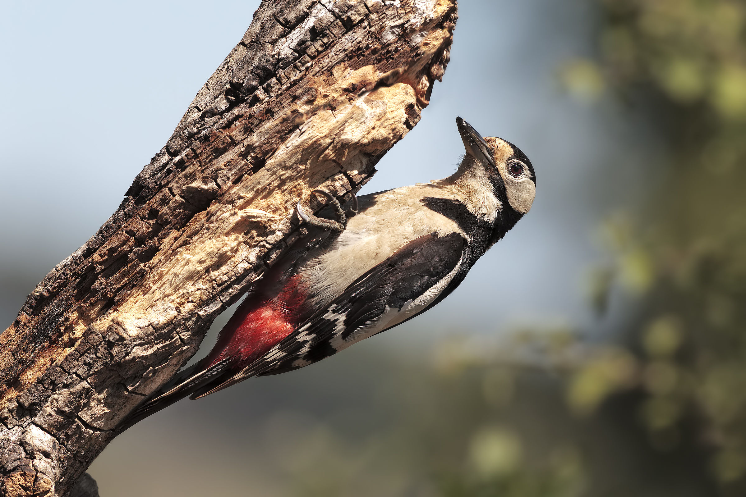 Big red woodpecker