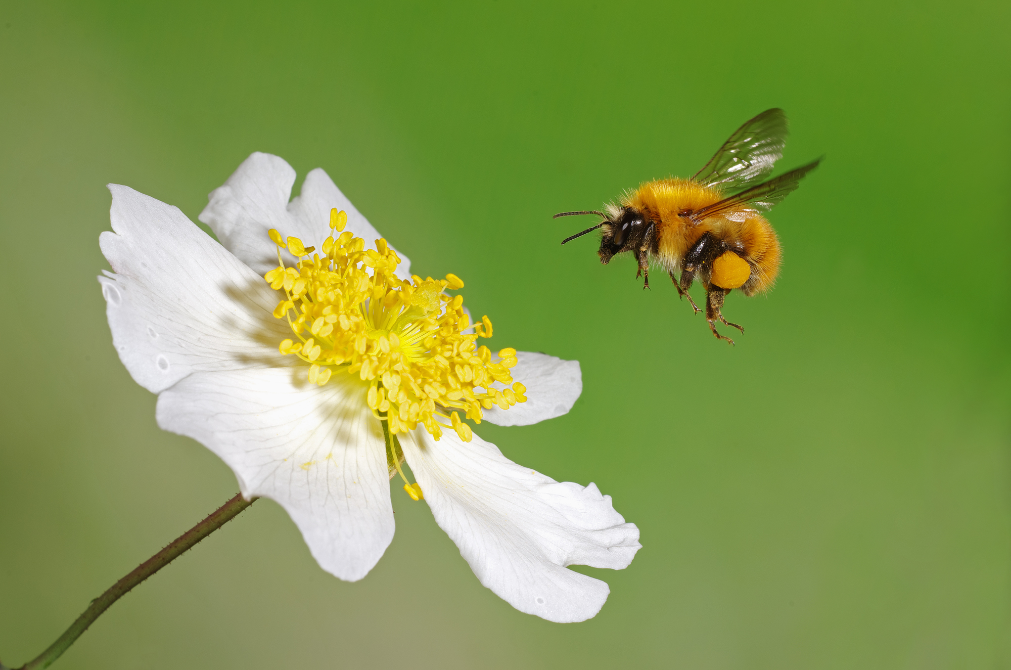 In volo sulla rosa canina